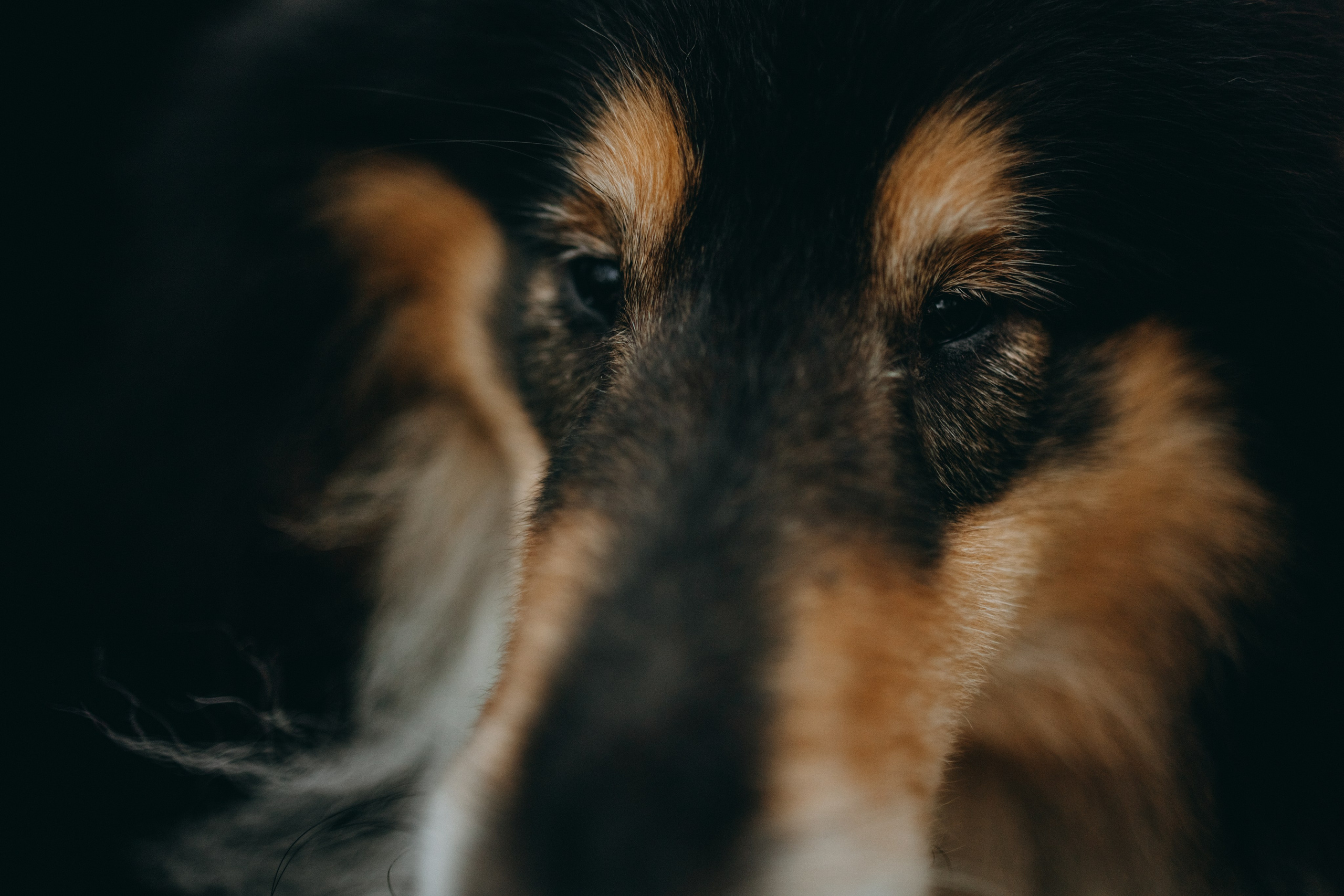 Ия и Барт. Фотограф — Анималист | Санкт-Петербург