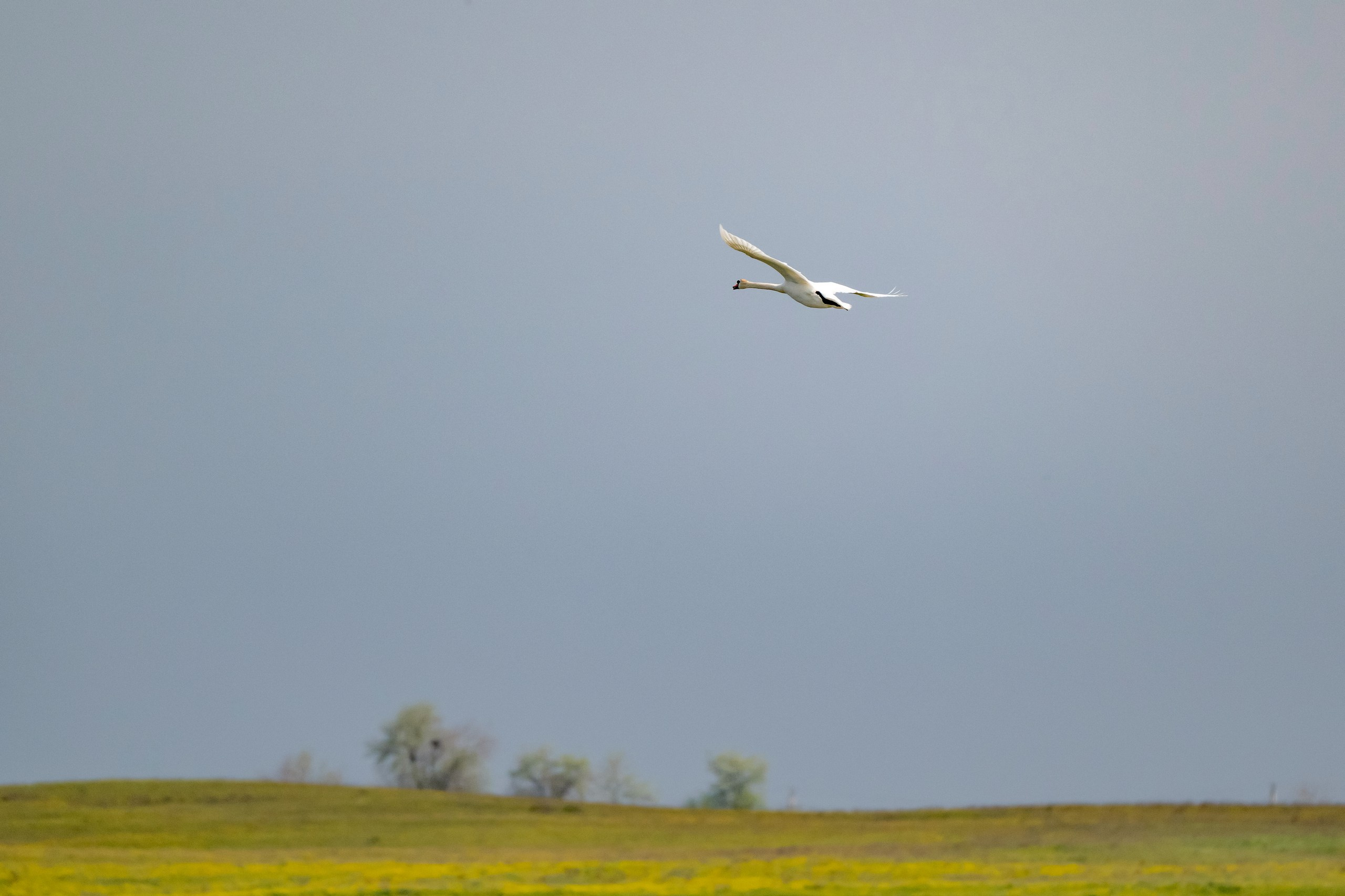 Дикая природа Дагестана. Май 2025 г. Foto-Zuev фотография как искусство