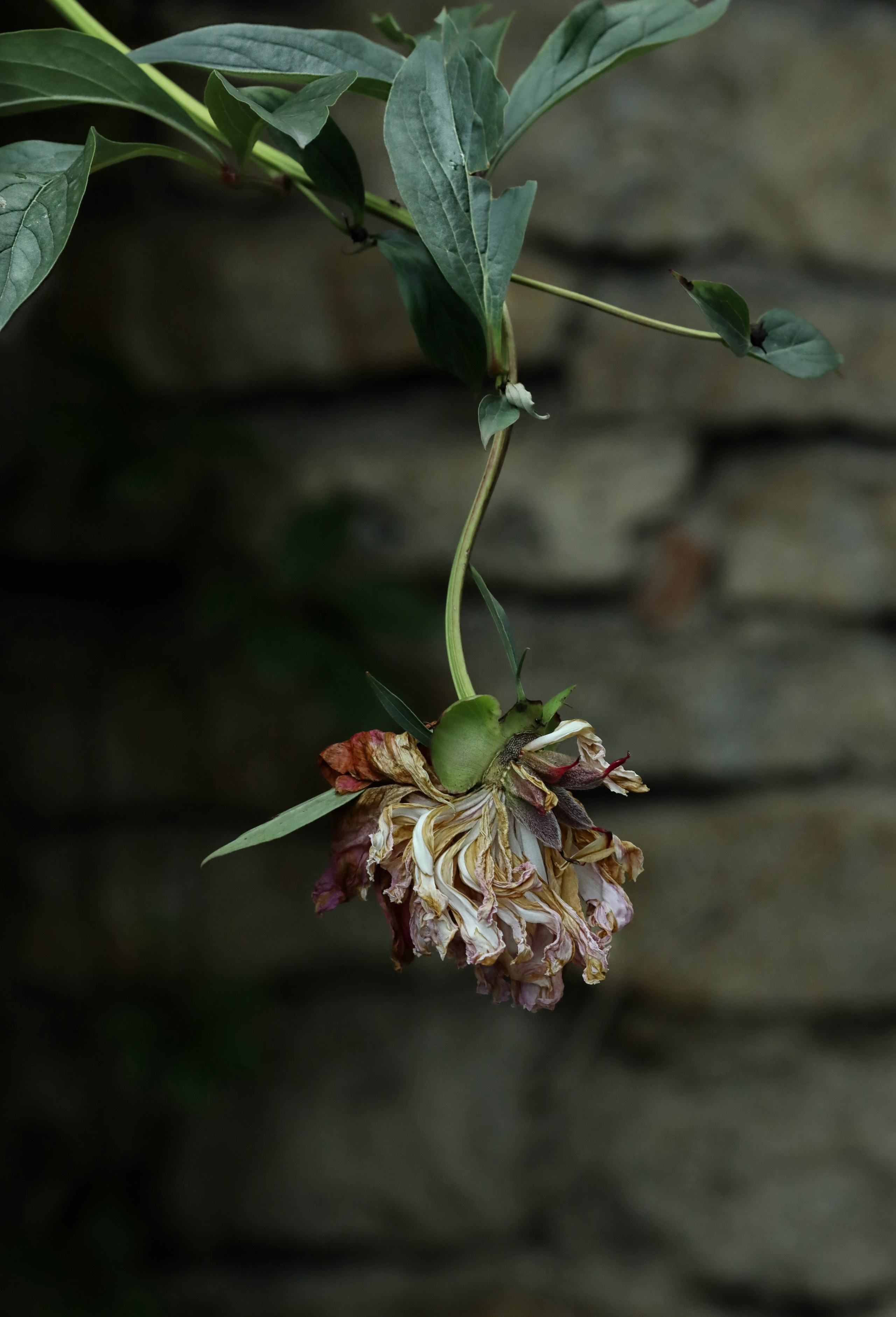 Интерьерные фотокартины. Фотограф Наталья Туева FineArt съёмка