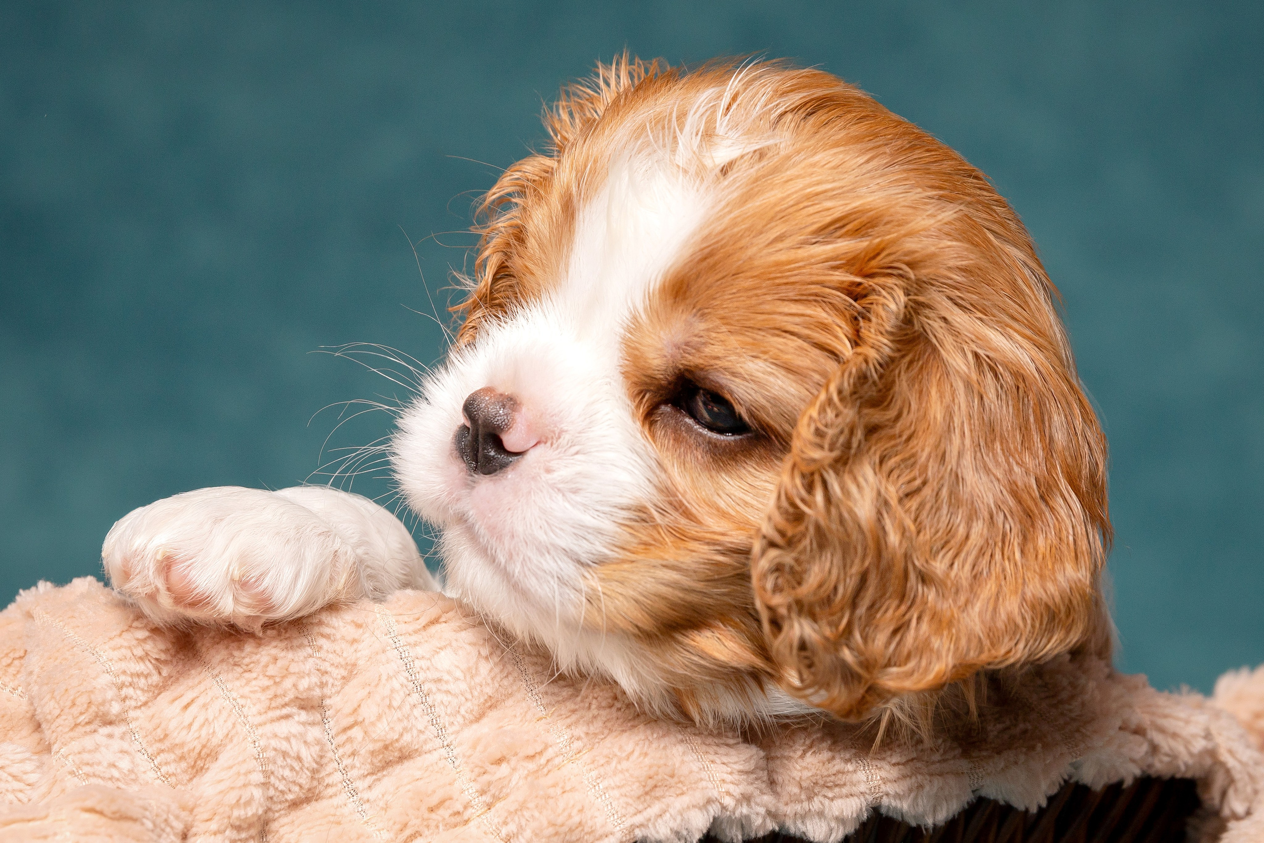 Кавалер Кинг Чарльз спаниель. Юлия Микульская. Рыбинск