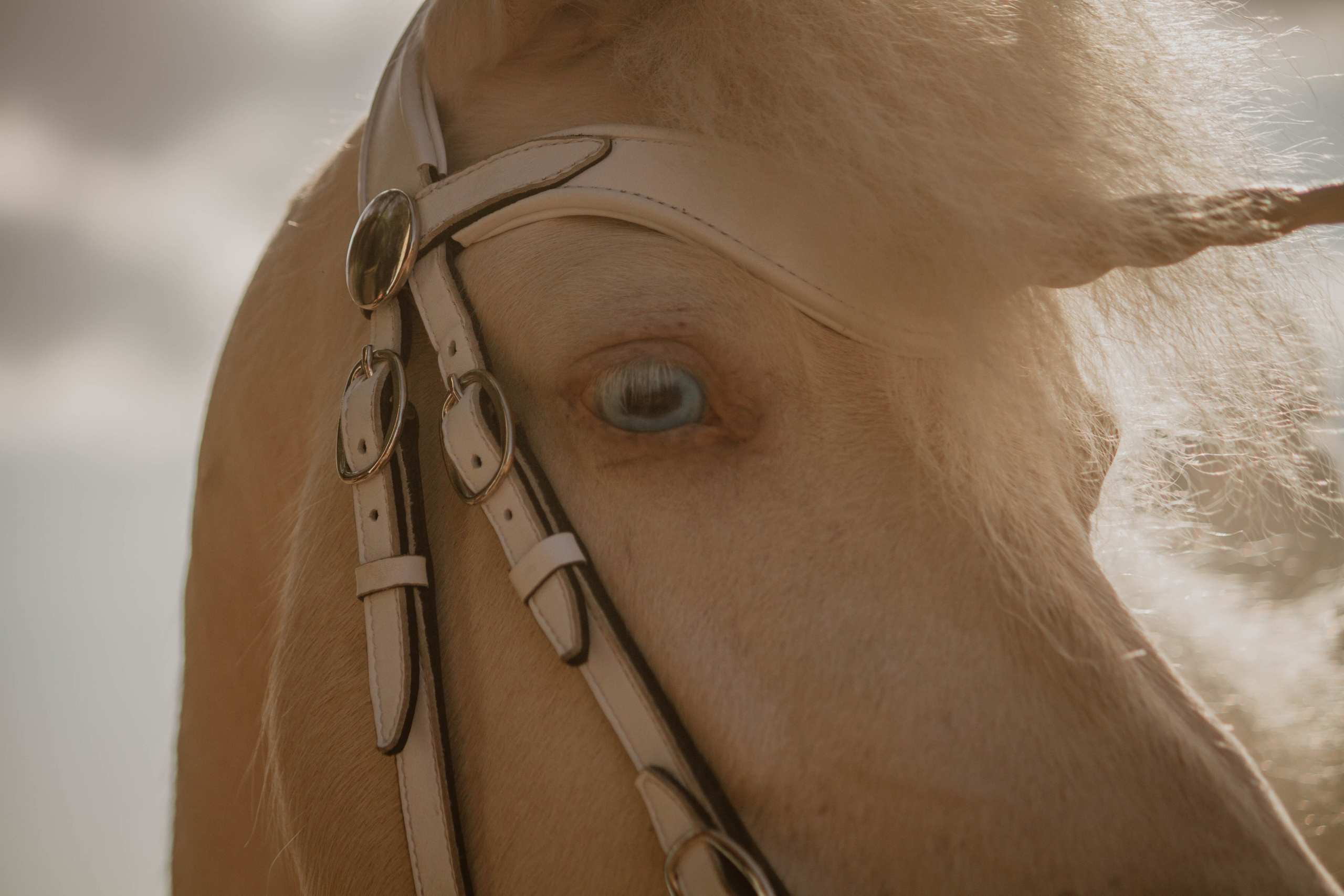 ИППОСФЕРА — Международная конная выставка. Создадим шедевр? Виталина и её фотоискусство