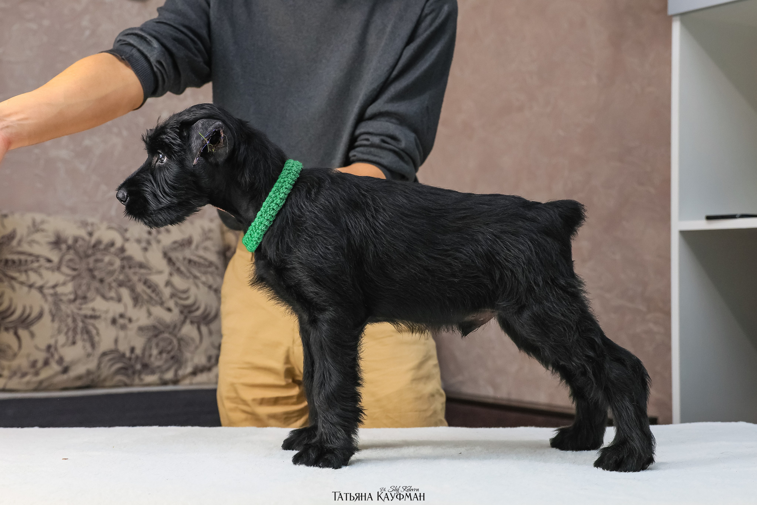 Ризеншнауцеры 2 месяца. Фотограф Анималист из Новосибирска Татьяна Кауфман