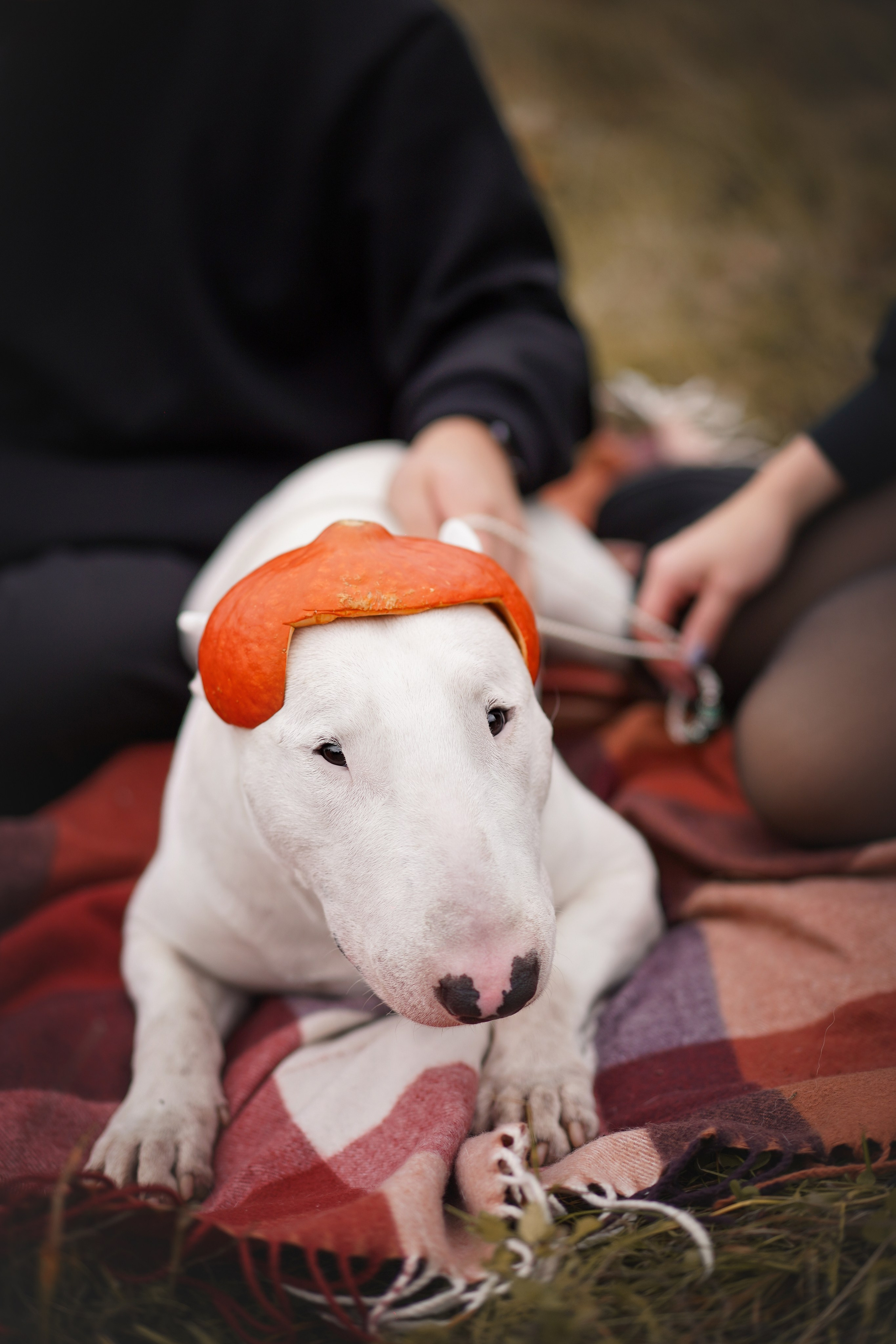 Настя Рома и Сахар Хелоуин. Фотограф-анималист в Санкт-Петербурге Яна Мартынова
