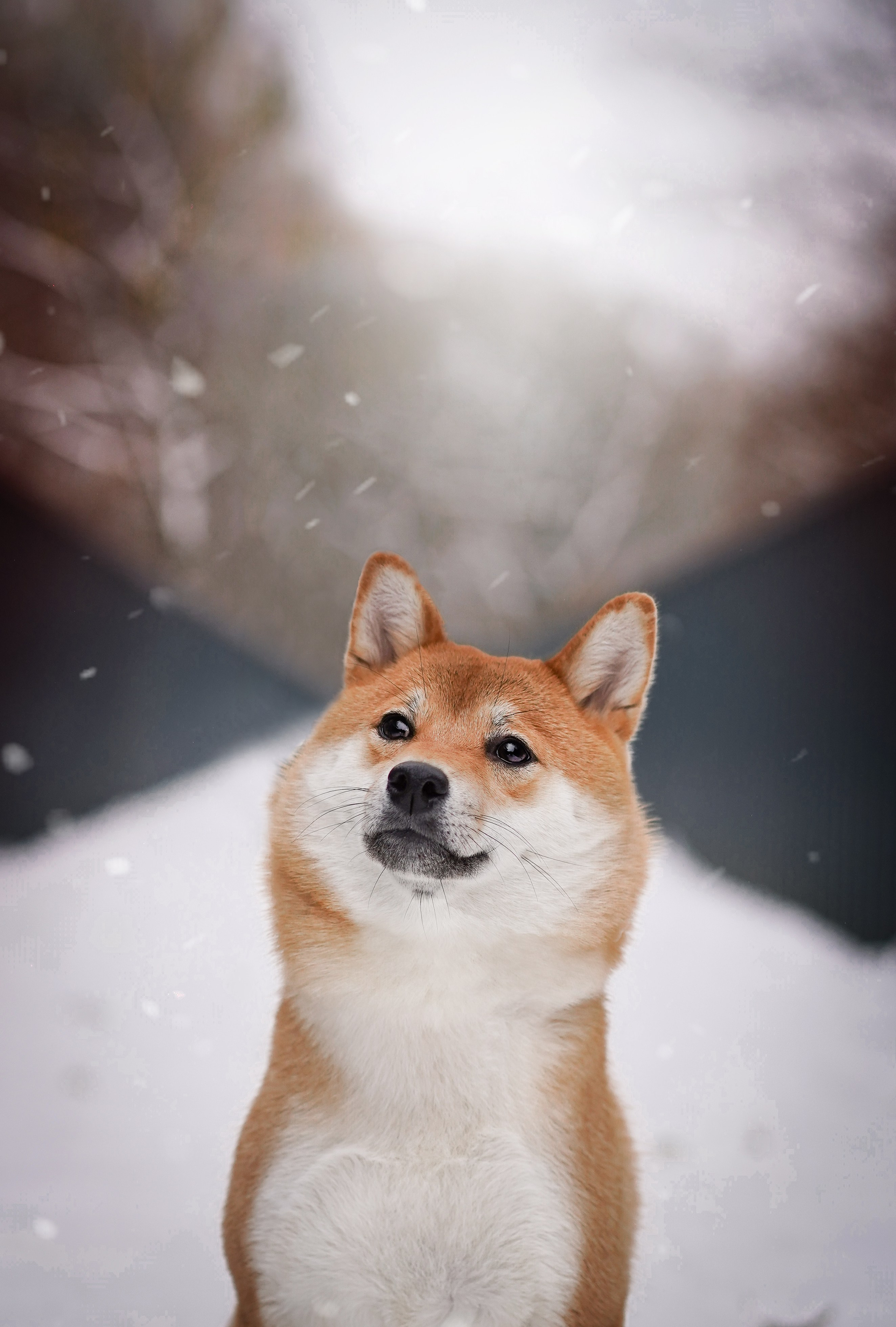 Алина и Юми. Фотограф-анималист в Санкт-Петербурге Яна Мартынова