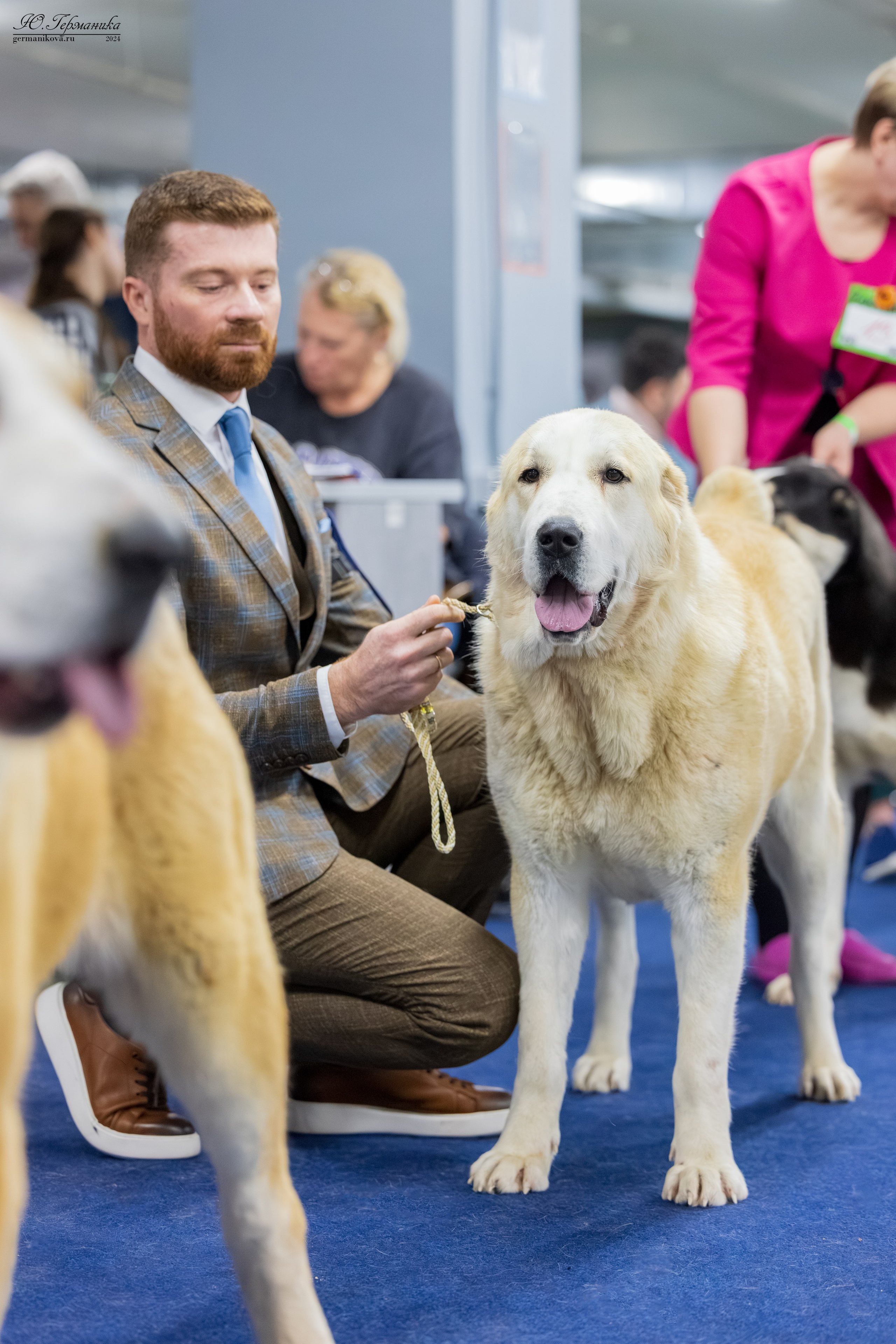 Сфера 08 и 10.03.2024 2хмоно ротвейлеров+2хмоно сао. Фотограф-анималист Юлия Германика