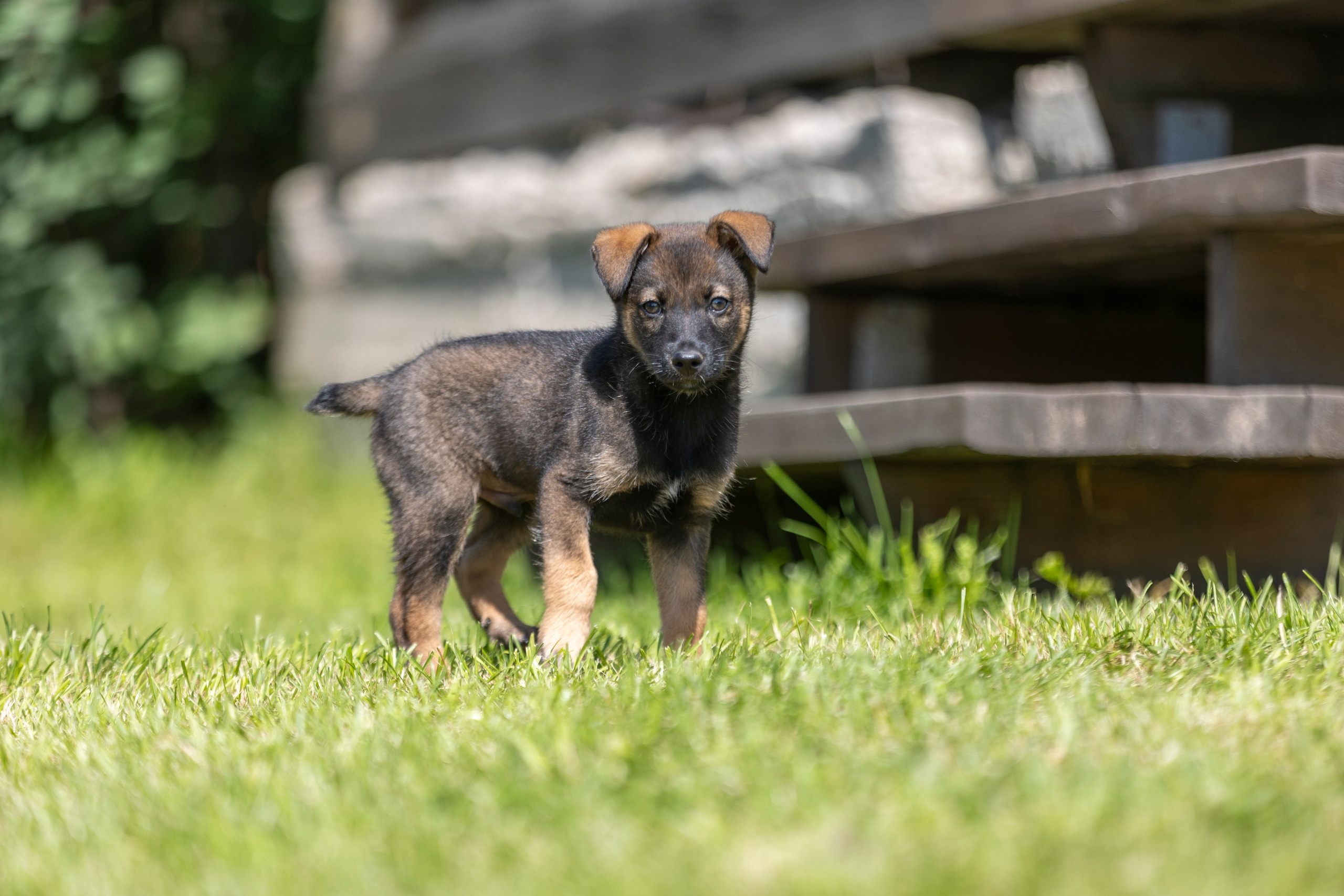 Бездомыши. Фотограф 📸 семейный, предметный, репортажный