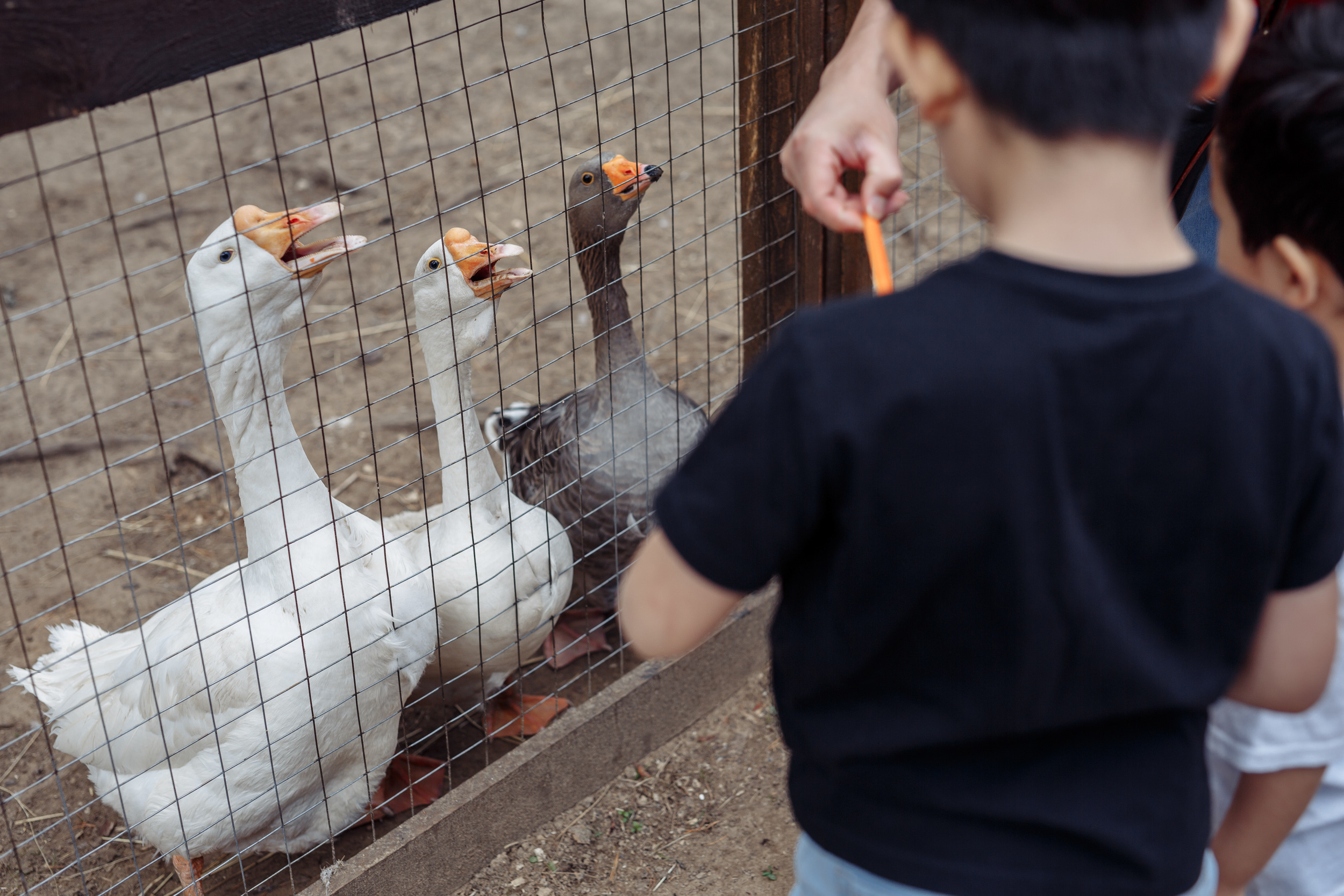 Donghee family day 2019. Свадебный фотограф СПБ Михаил Песиков