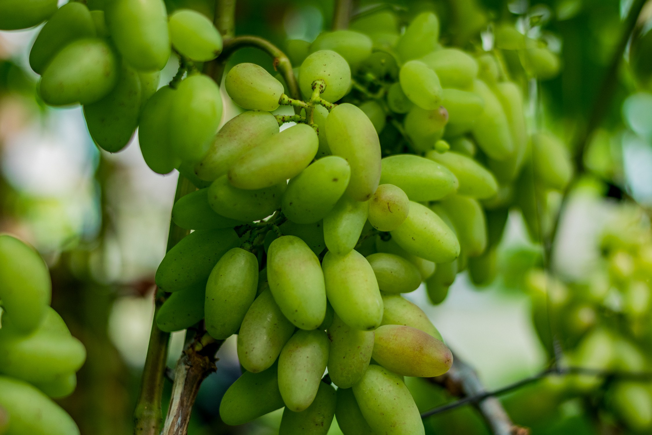 Антон Курдюмов фотограф в Хабаровске Рина Курдюмова фото27 foto27 Антон Дорофеев репортажный репортаж документалист Тони и Рина фотосоздатели Виноградники Хехцир 2024 Хабаровск виноград дикий фермер фермерство дачный сезон