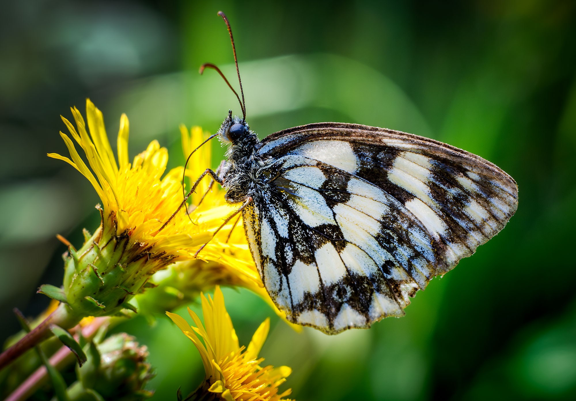 Макросъемка насекомых
