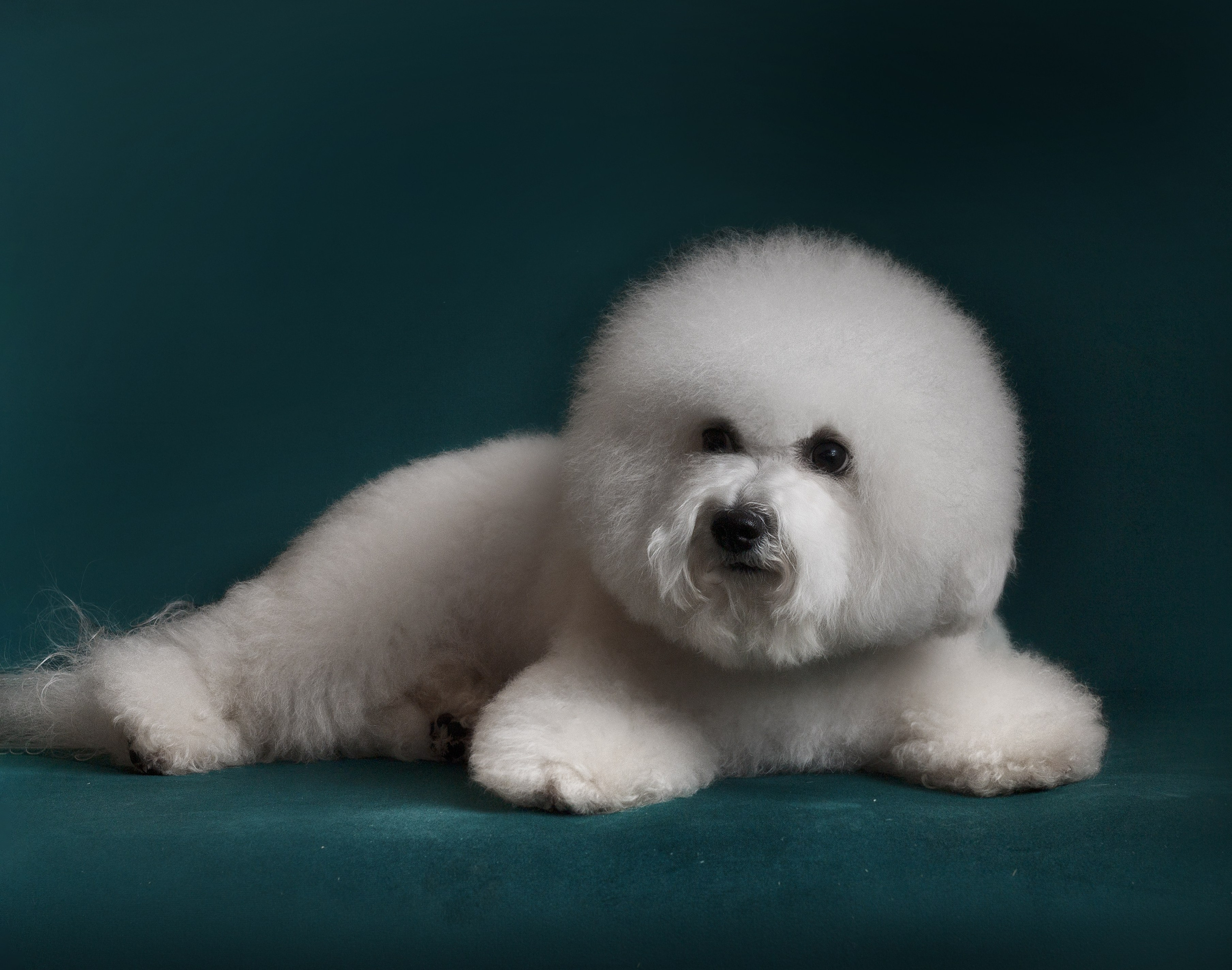 Портфолио. Студия груминга Валерии Кравец