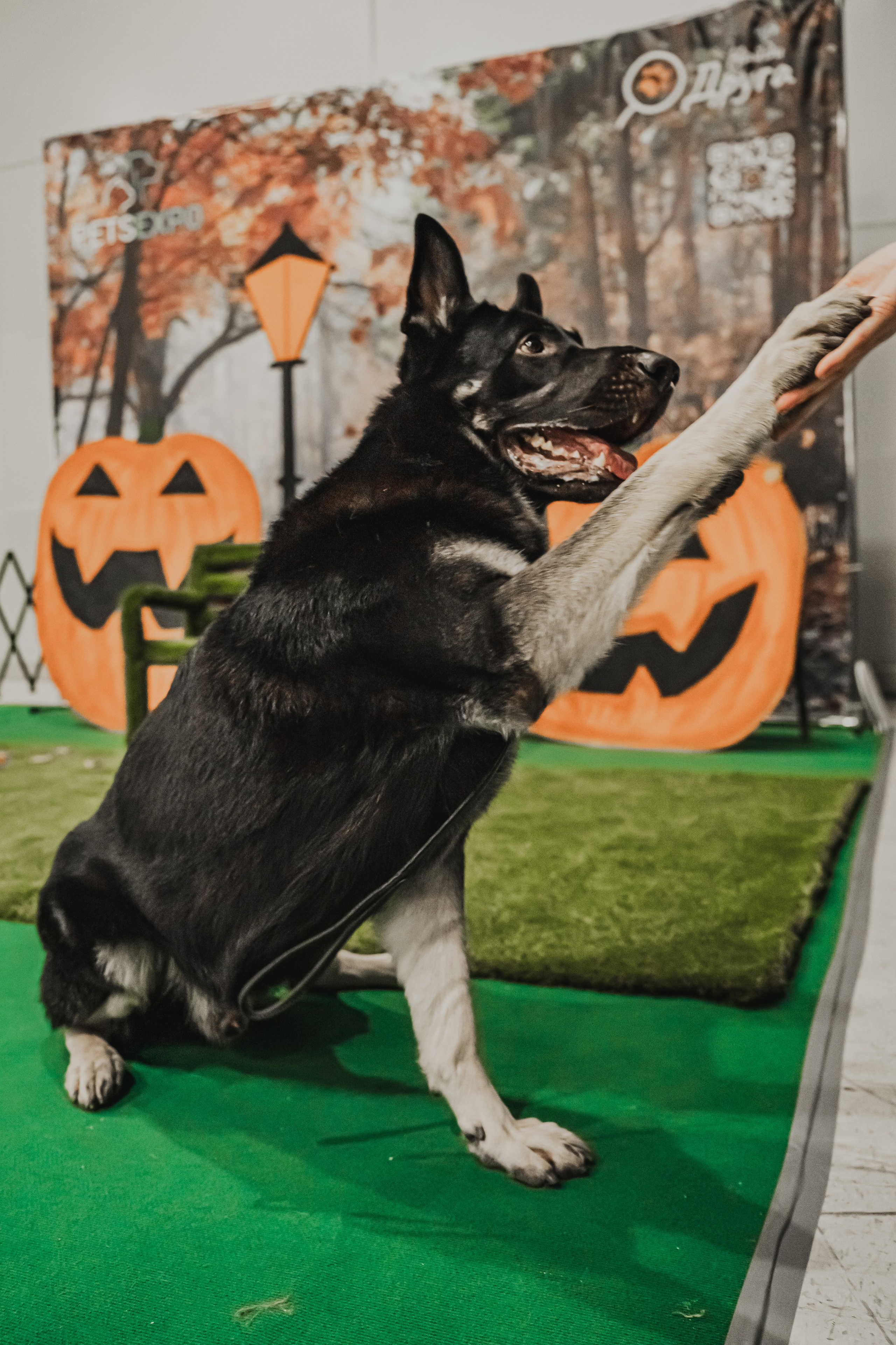 Международная выставка собак всех пород. Репортажный фотограф Анастасия Рубцова