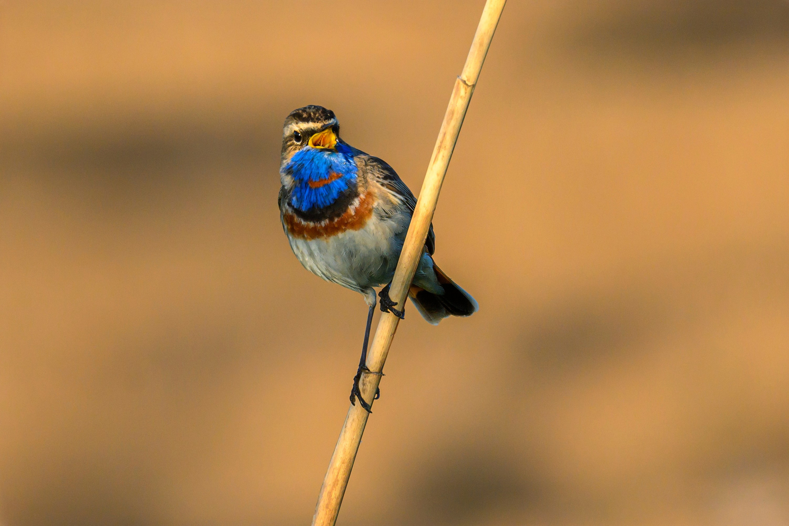 Веретенник и славка. Wildlife photography by Sergey Puponin