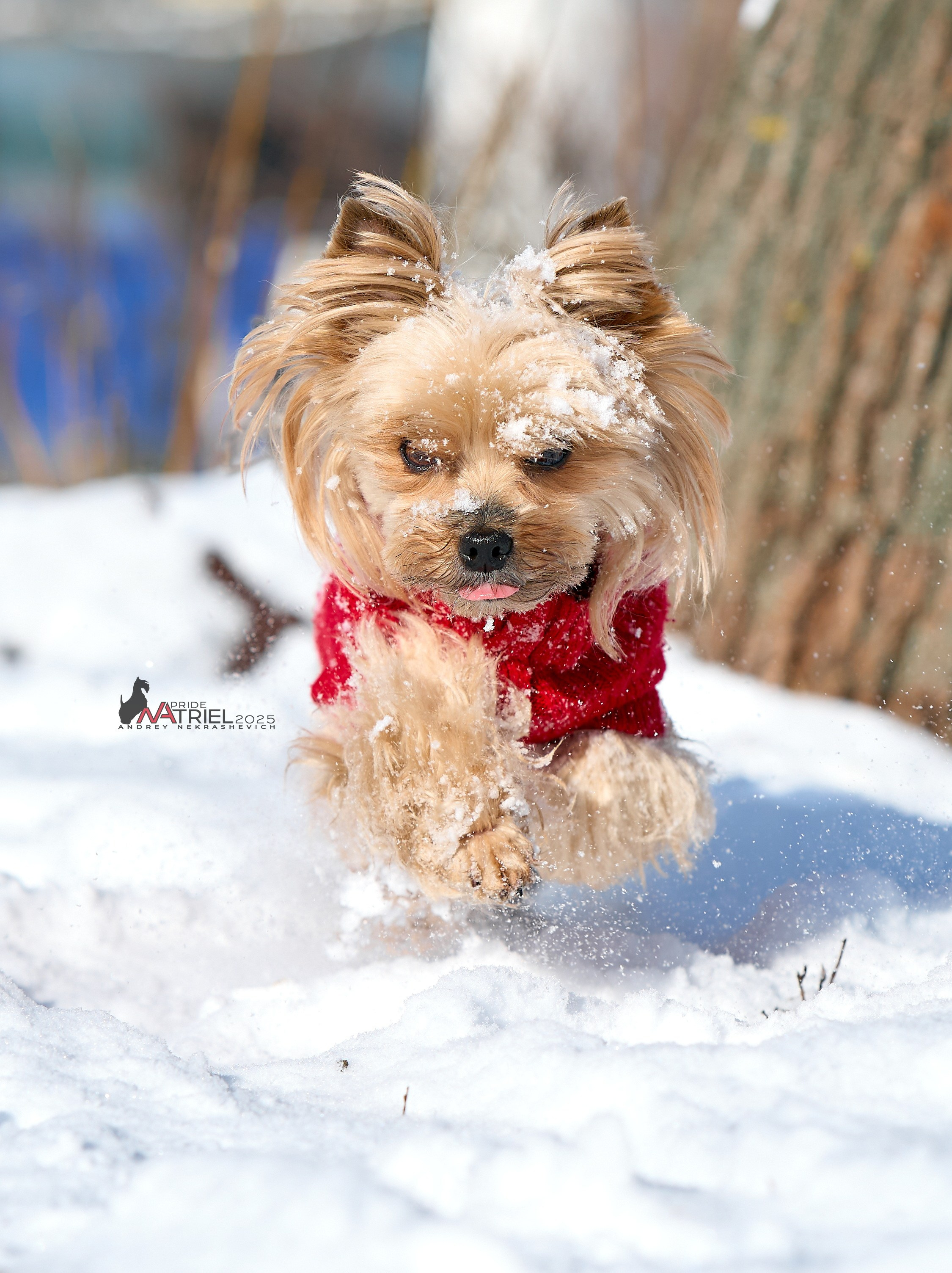 Йоркширский терьер Циля