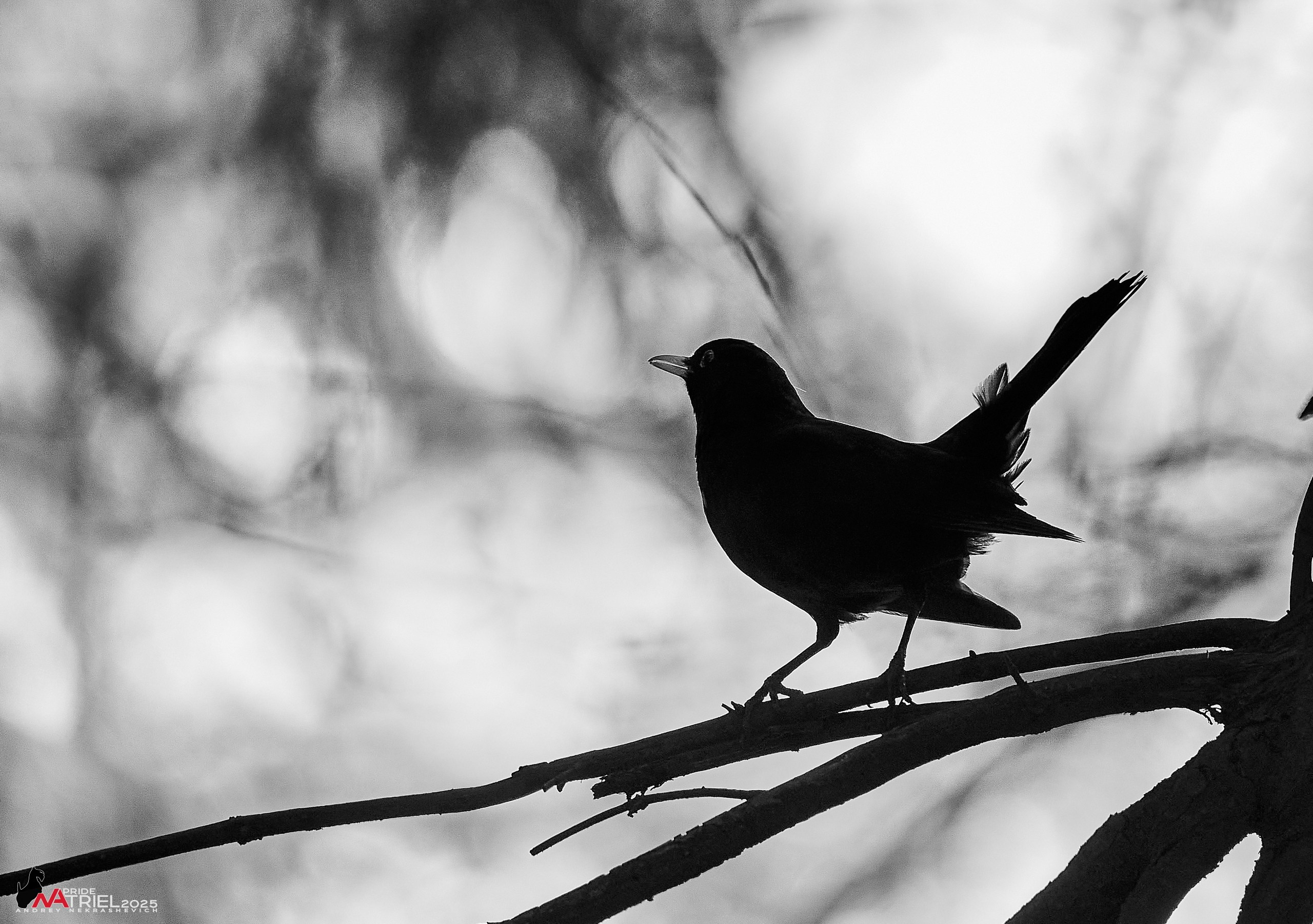 Съемка в майском лесу