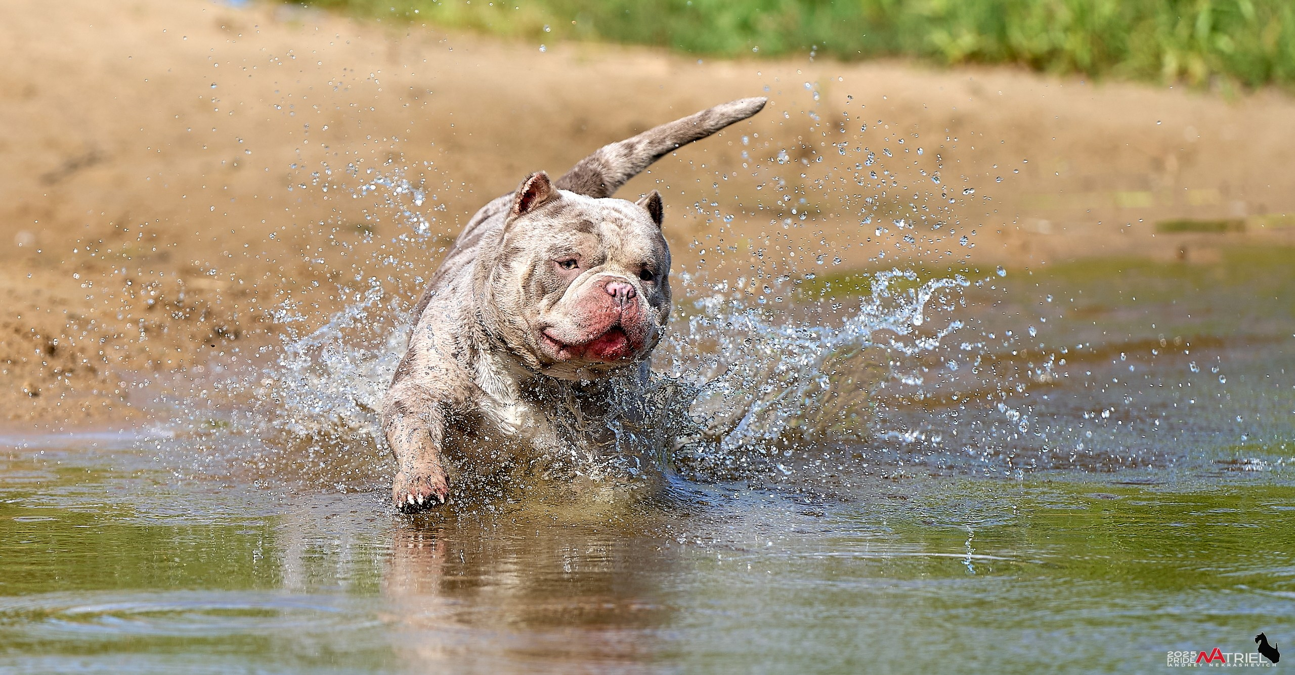 Съемка собак породы булли на природе