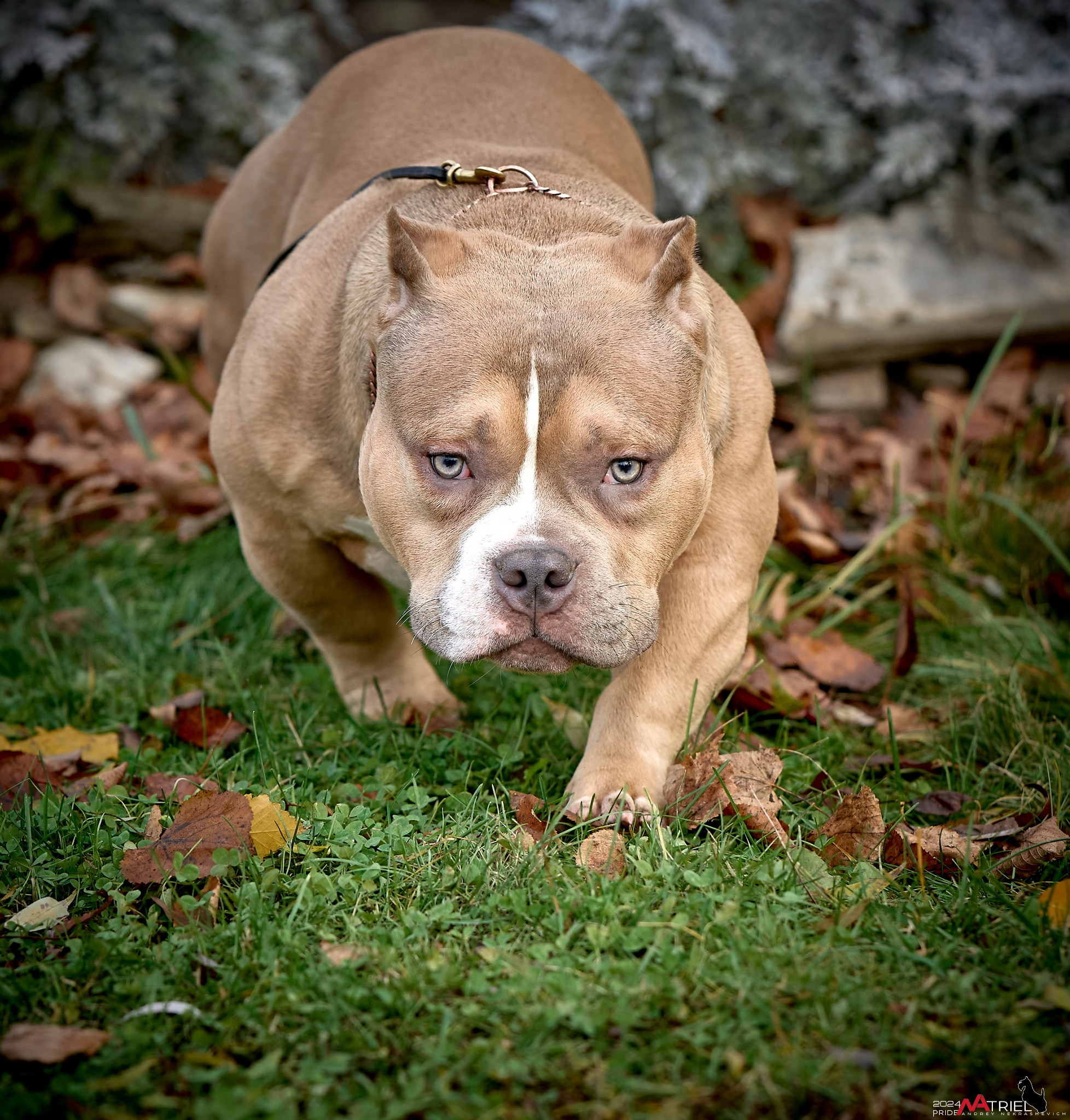 Фотопрогулка с булли в парке