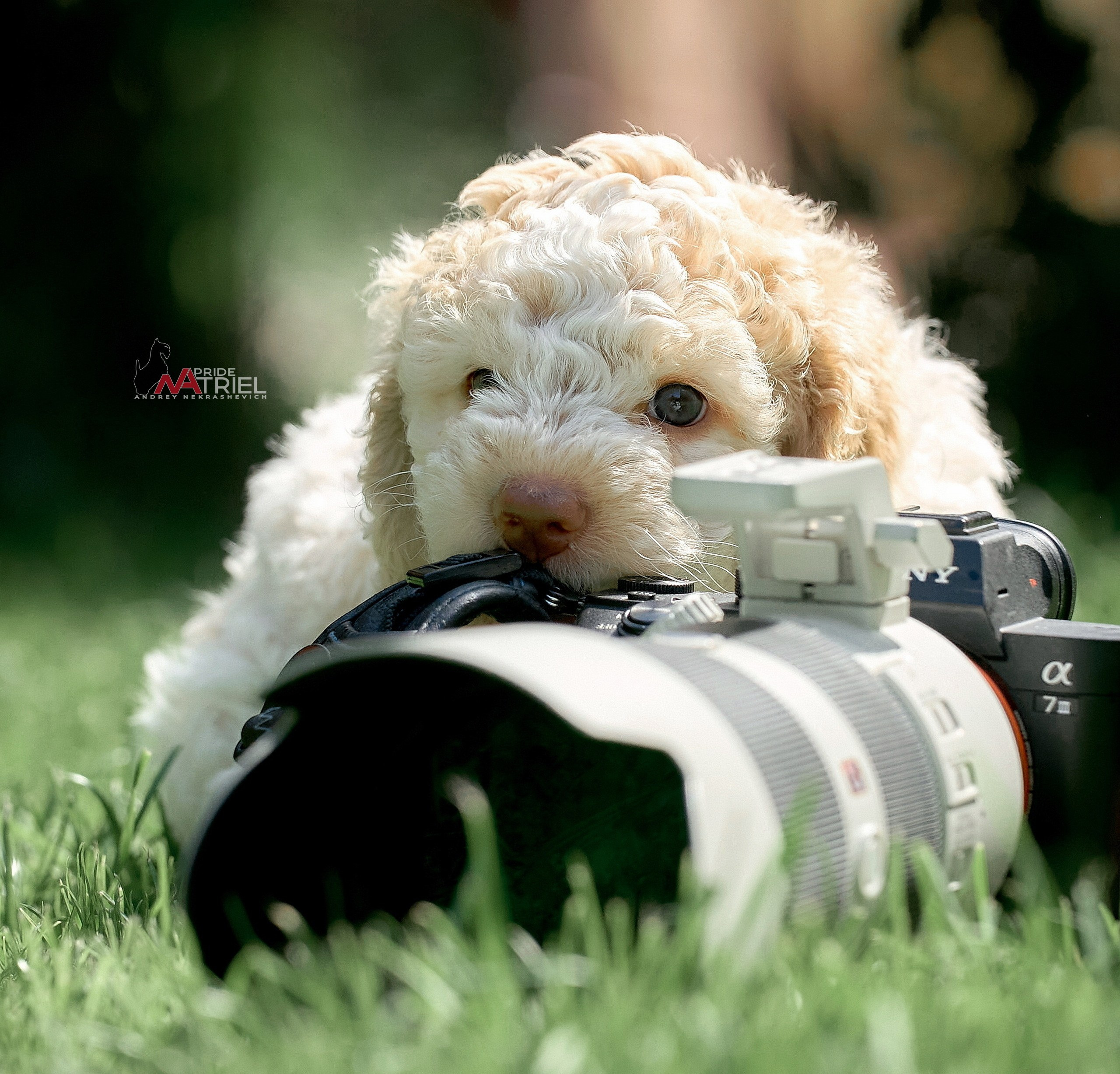 Щенки на прогулке — галерея NATRIEL