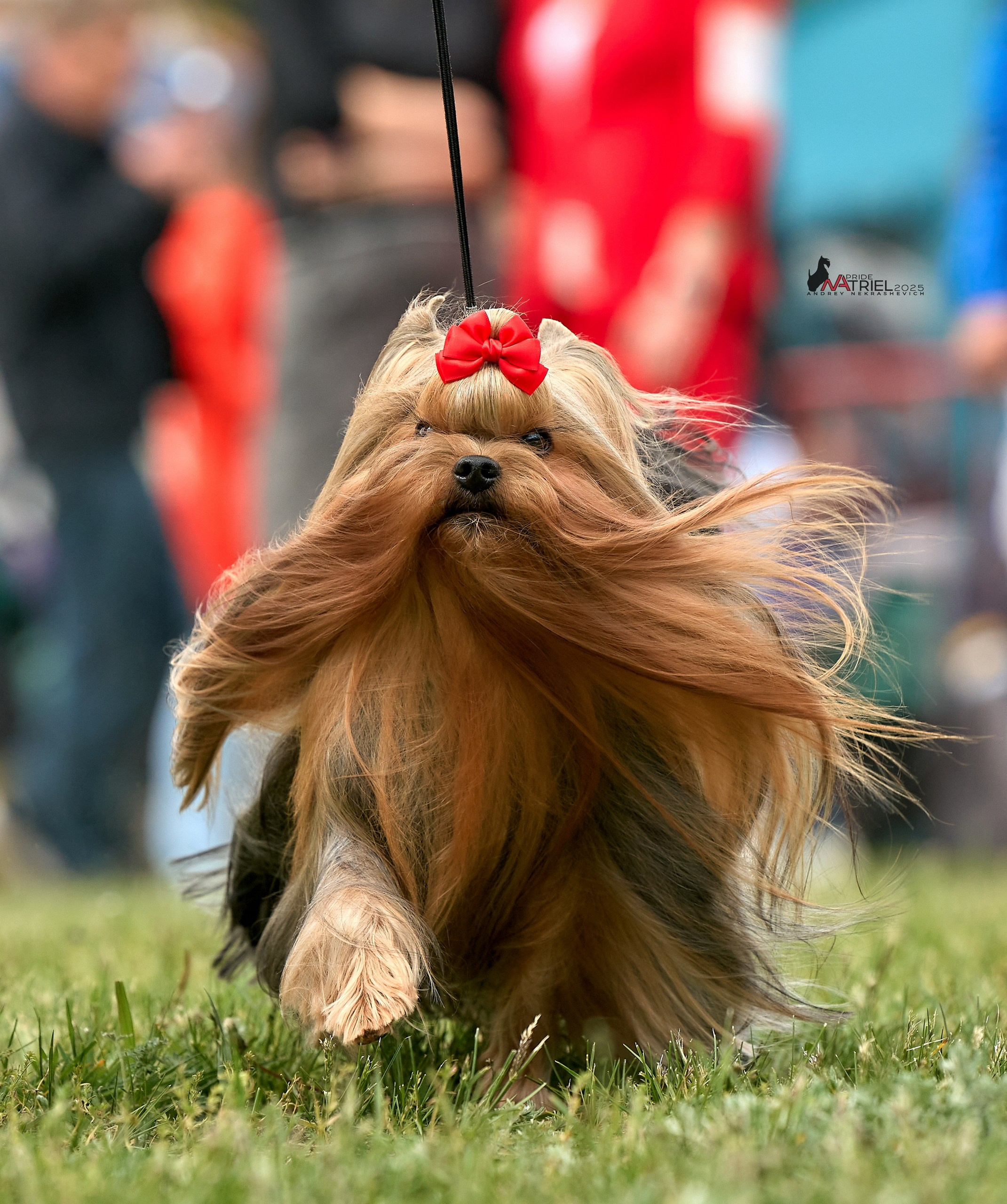 Выставка собак Суздаль-Владимир