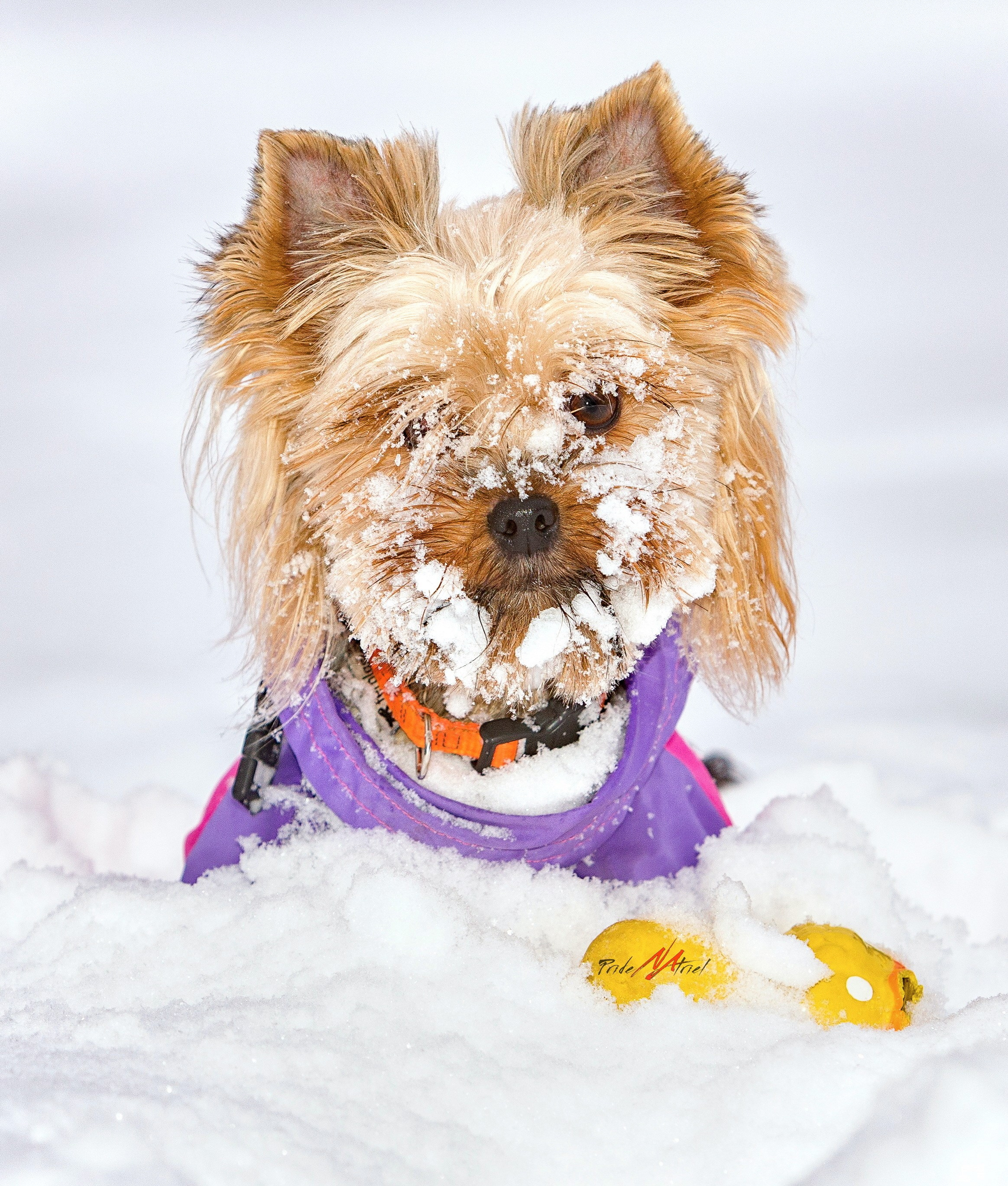 Йоркширский терьер Циля
