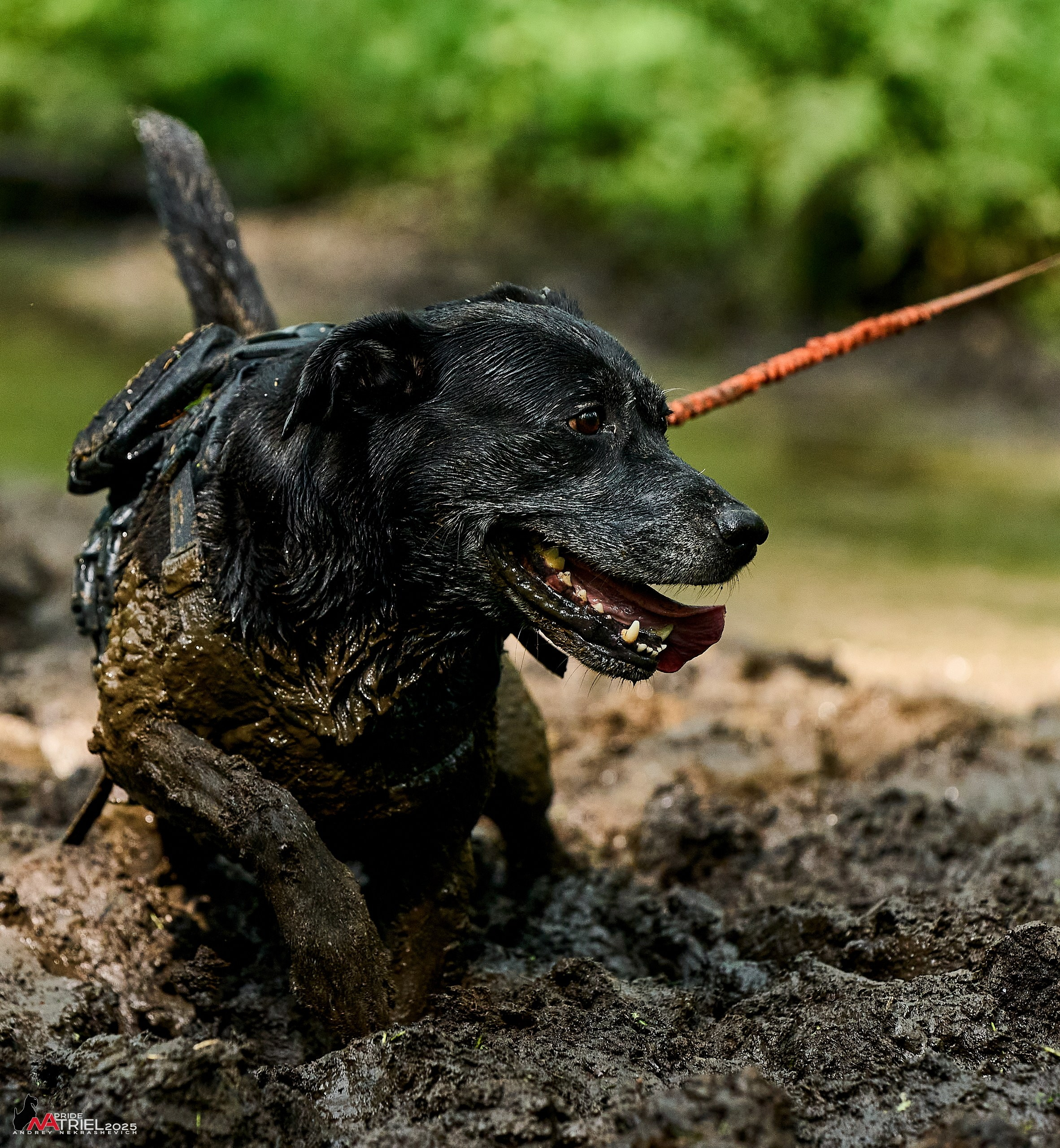 Russian Extreme Dog Trail — 2025