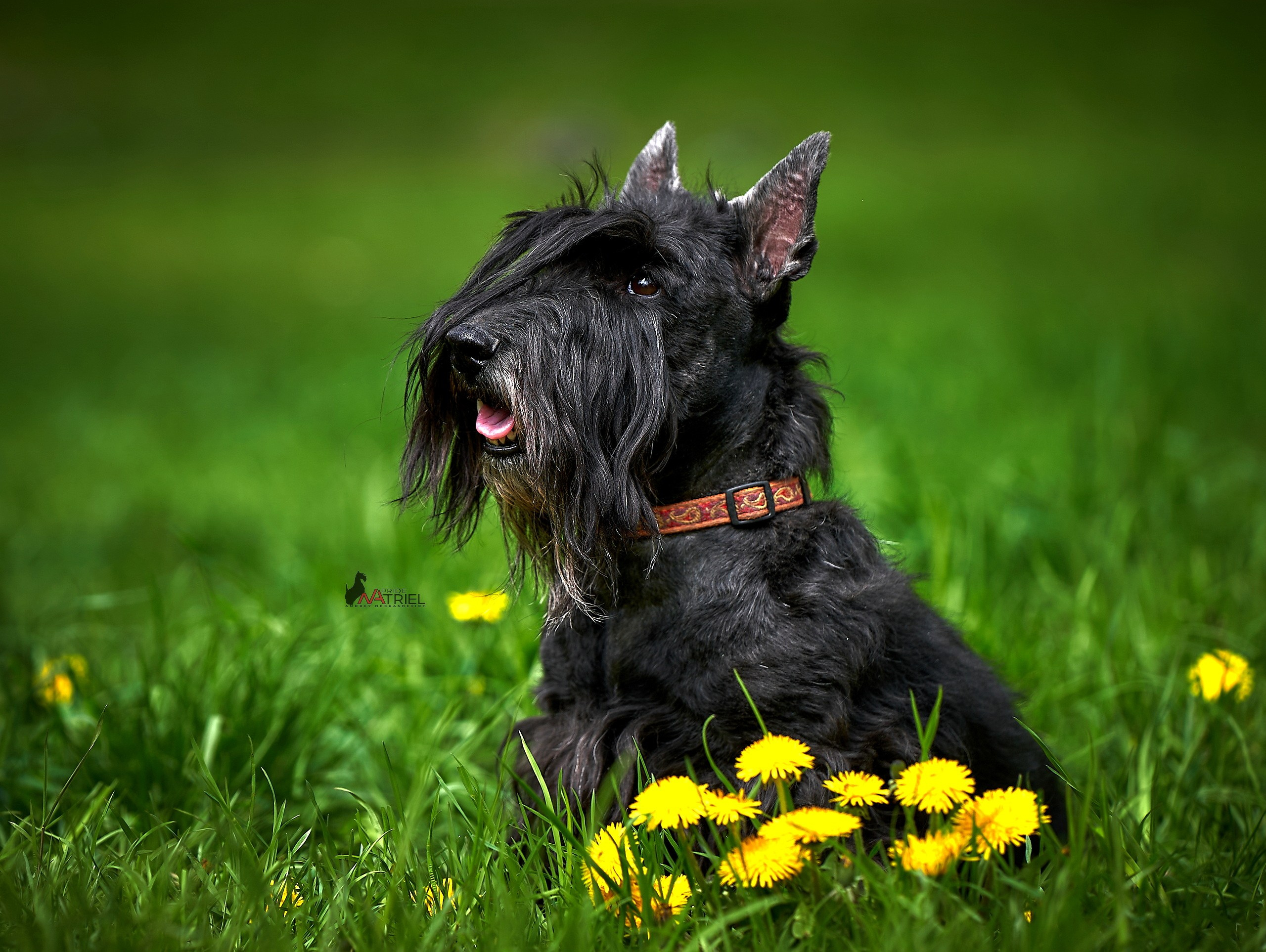 Портреты собак — галерея NATRIEL