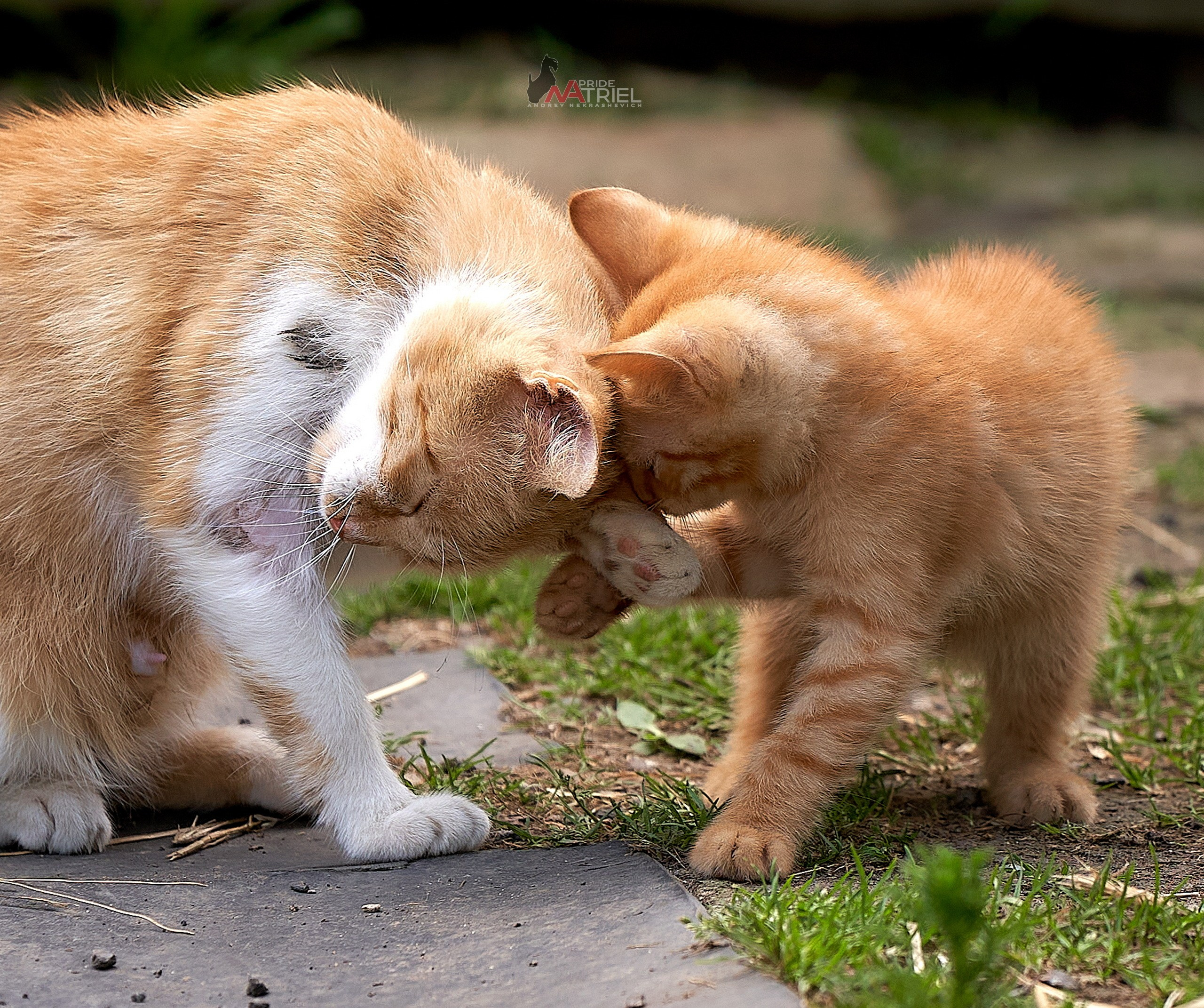 Домашние кошки — галерея NATRIEL