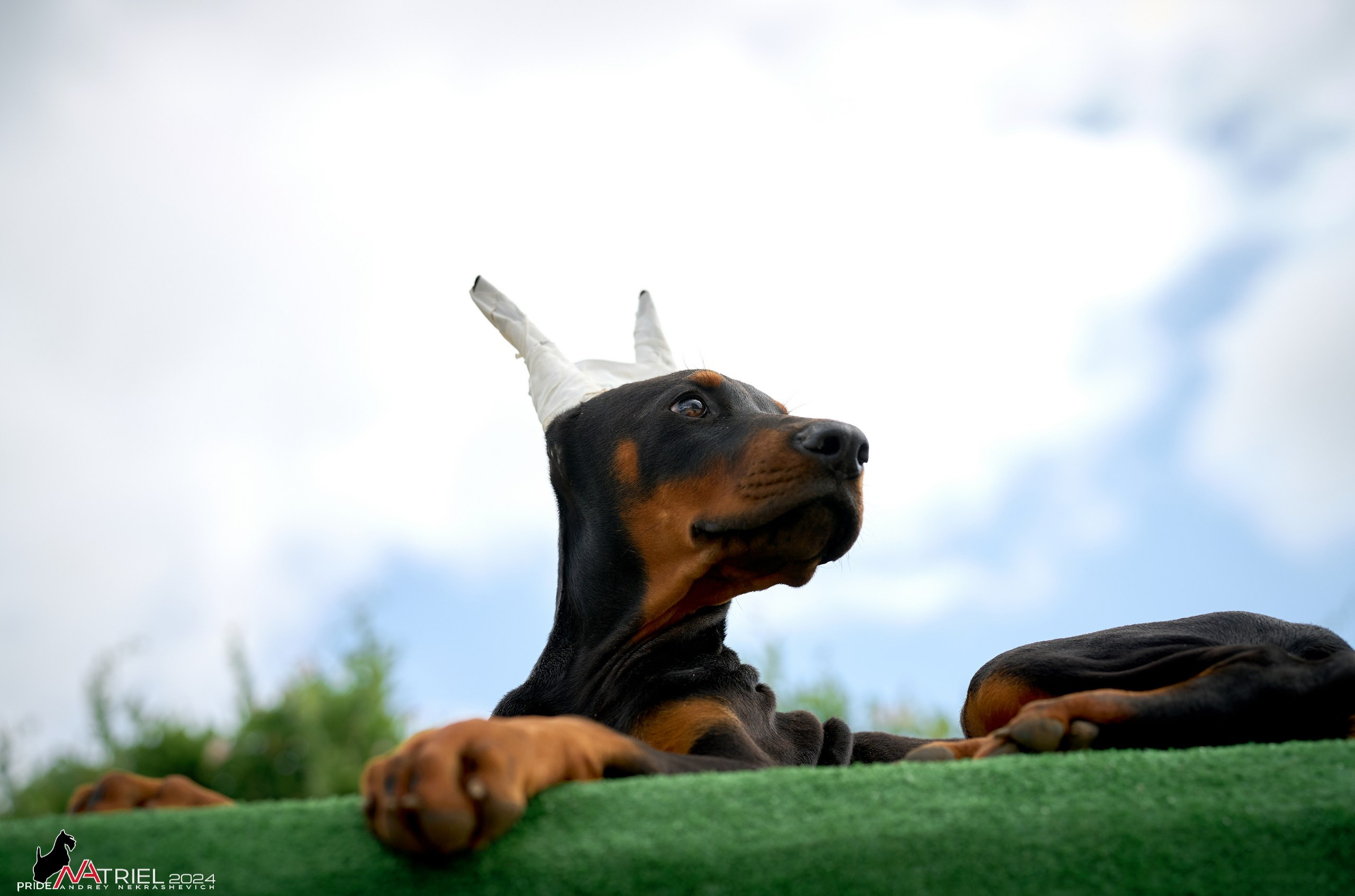 Съемка щенков доберманы