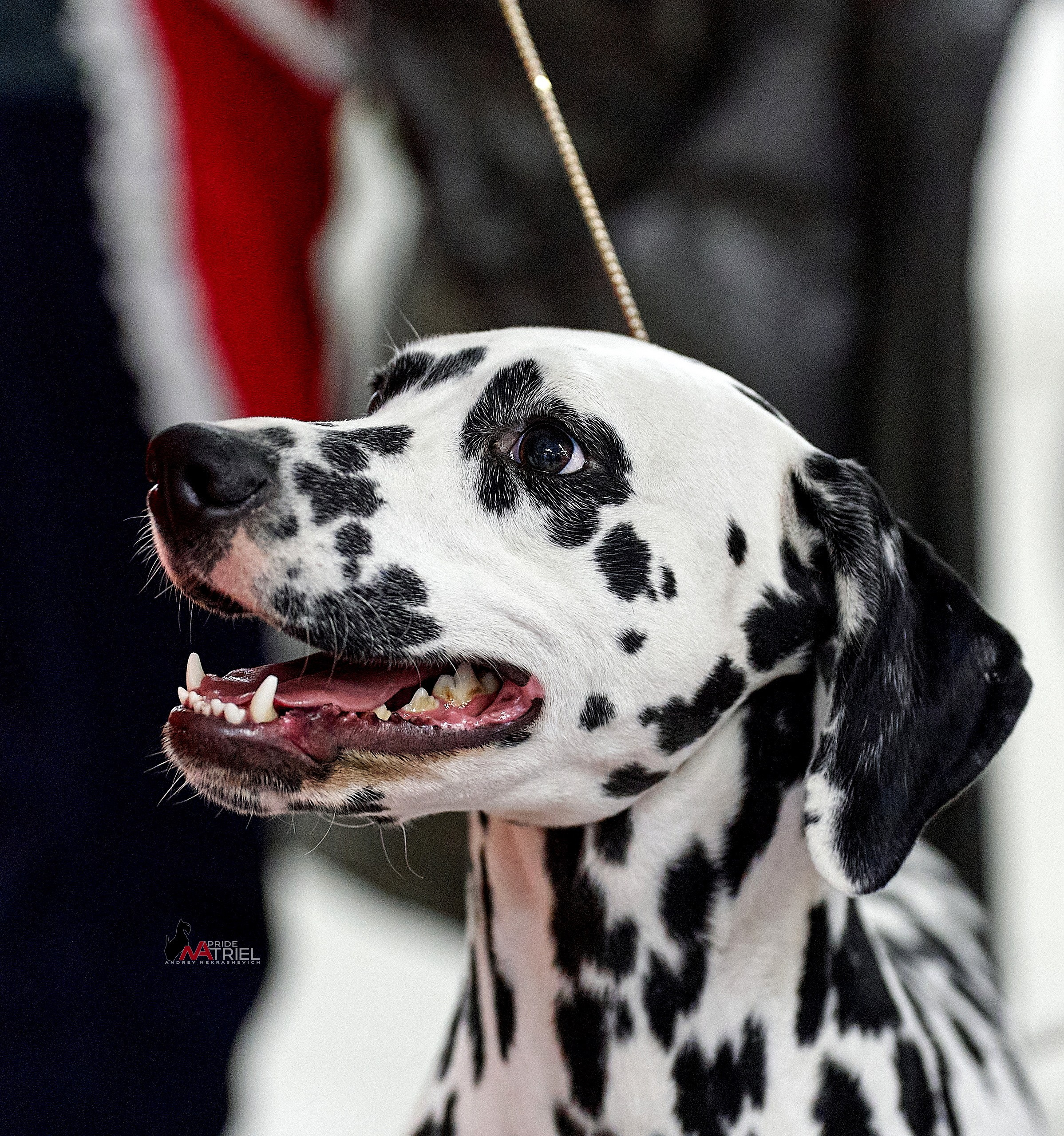 Портреты собак — галерея NATRIEL