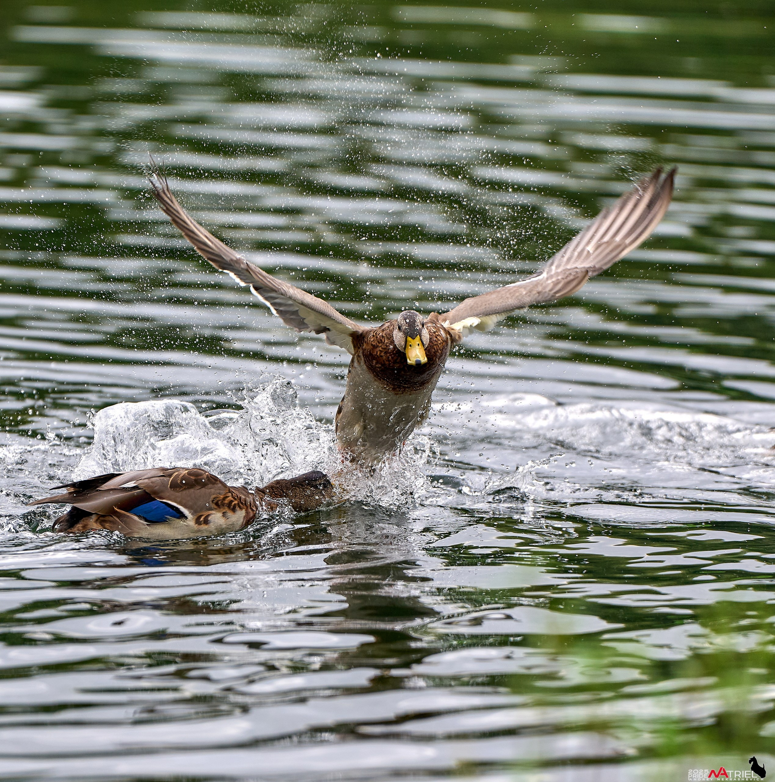 Утки на пруду