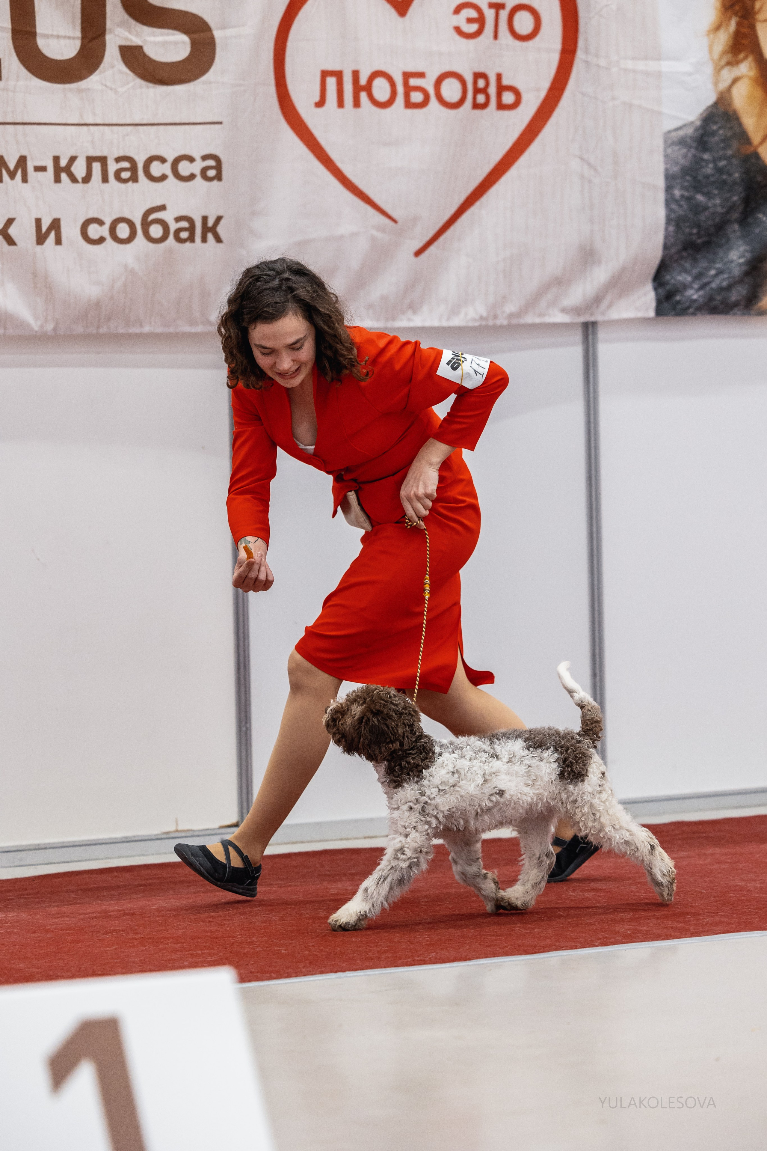 14.12.2024 Выставка собак всех пород «Кубок Дружбы — 2024». YULA KOLESOVA | Фотограф — Анималист | Художник | Тюмень