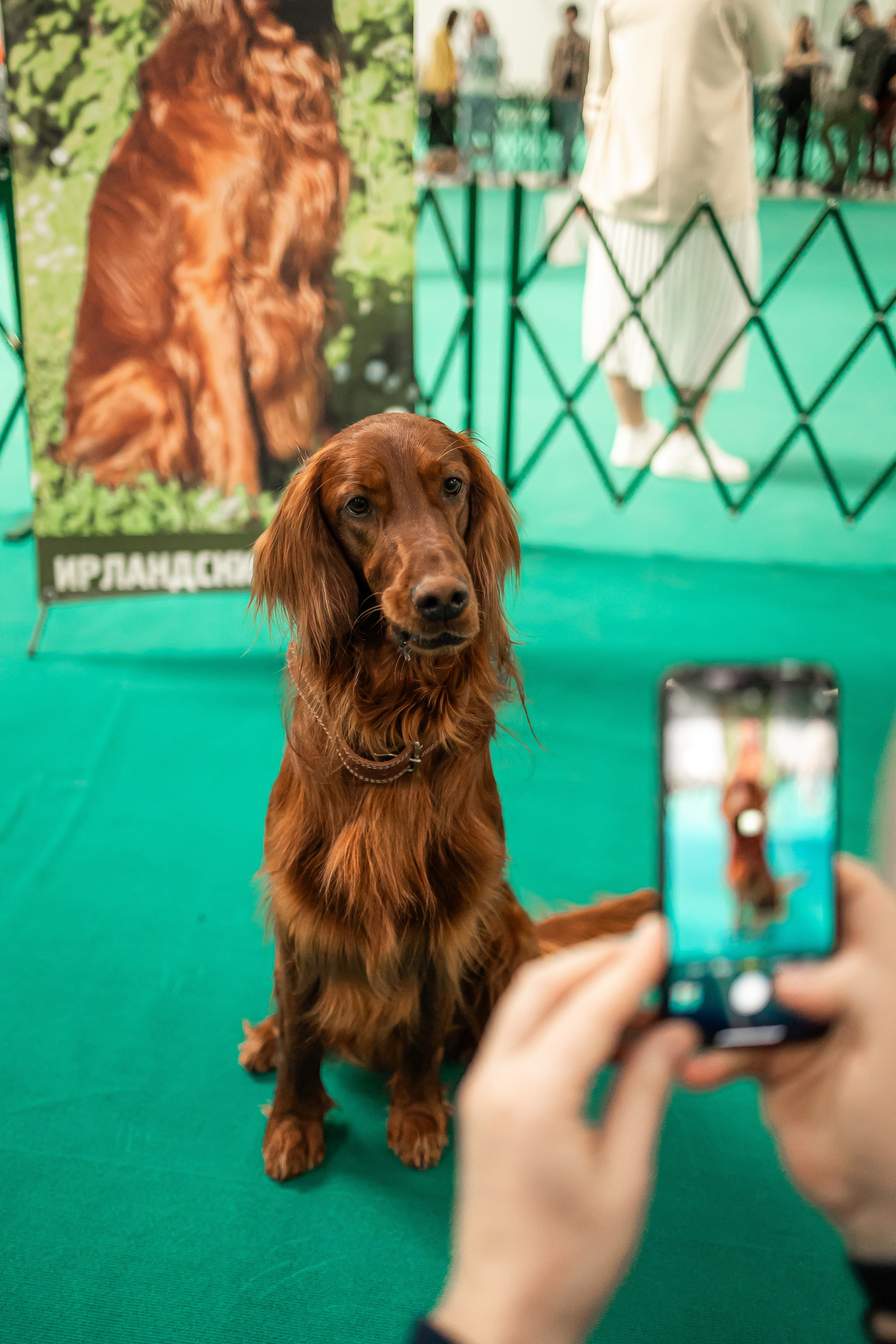 Выставка сеттеров 19.05.24