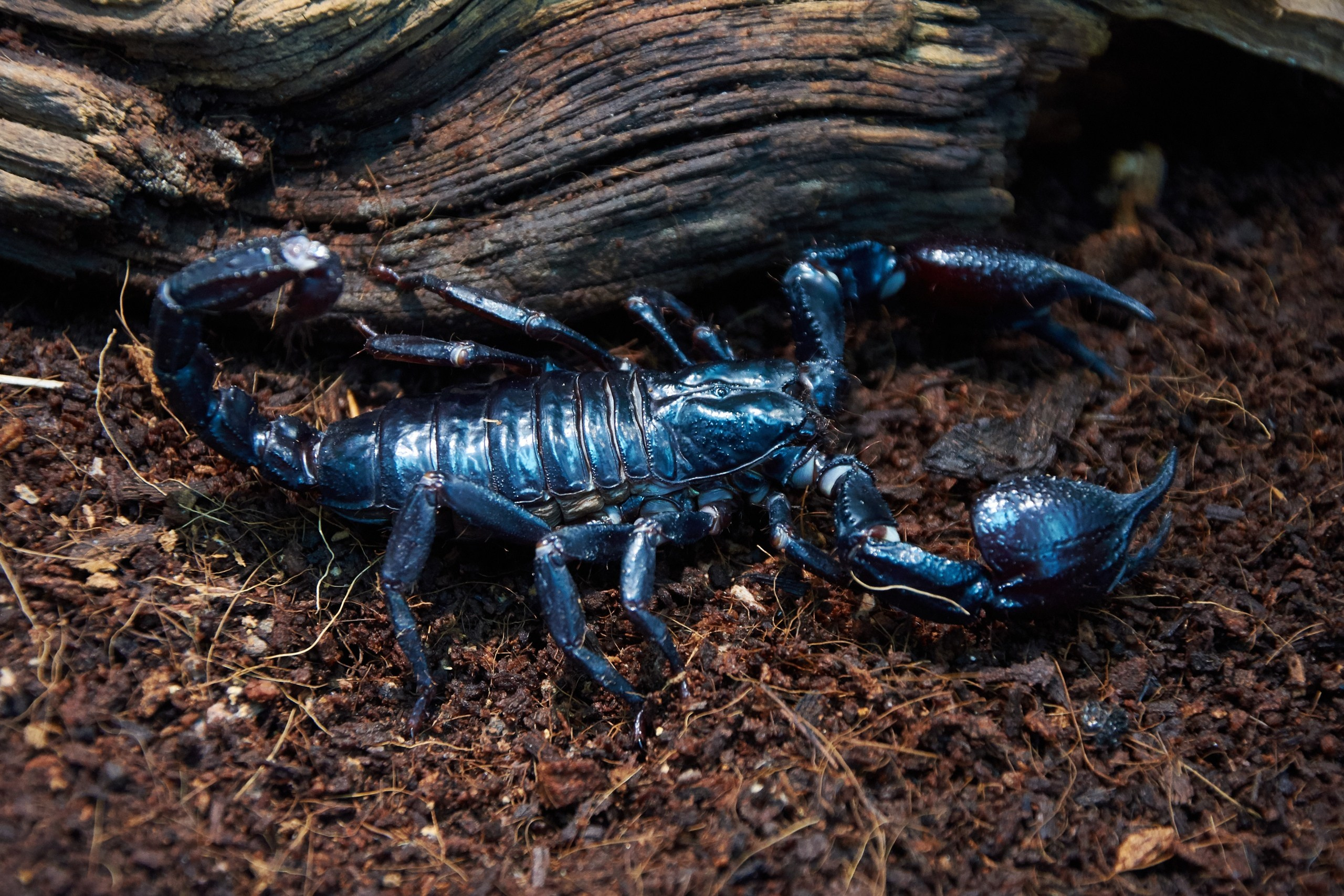 Костромской экзотариум. Ольга Чёкотова (Фотограф Кострома)