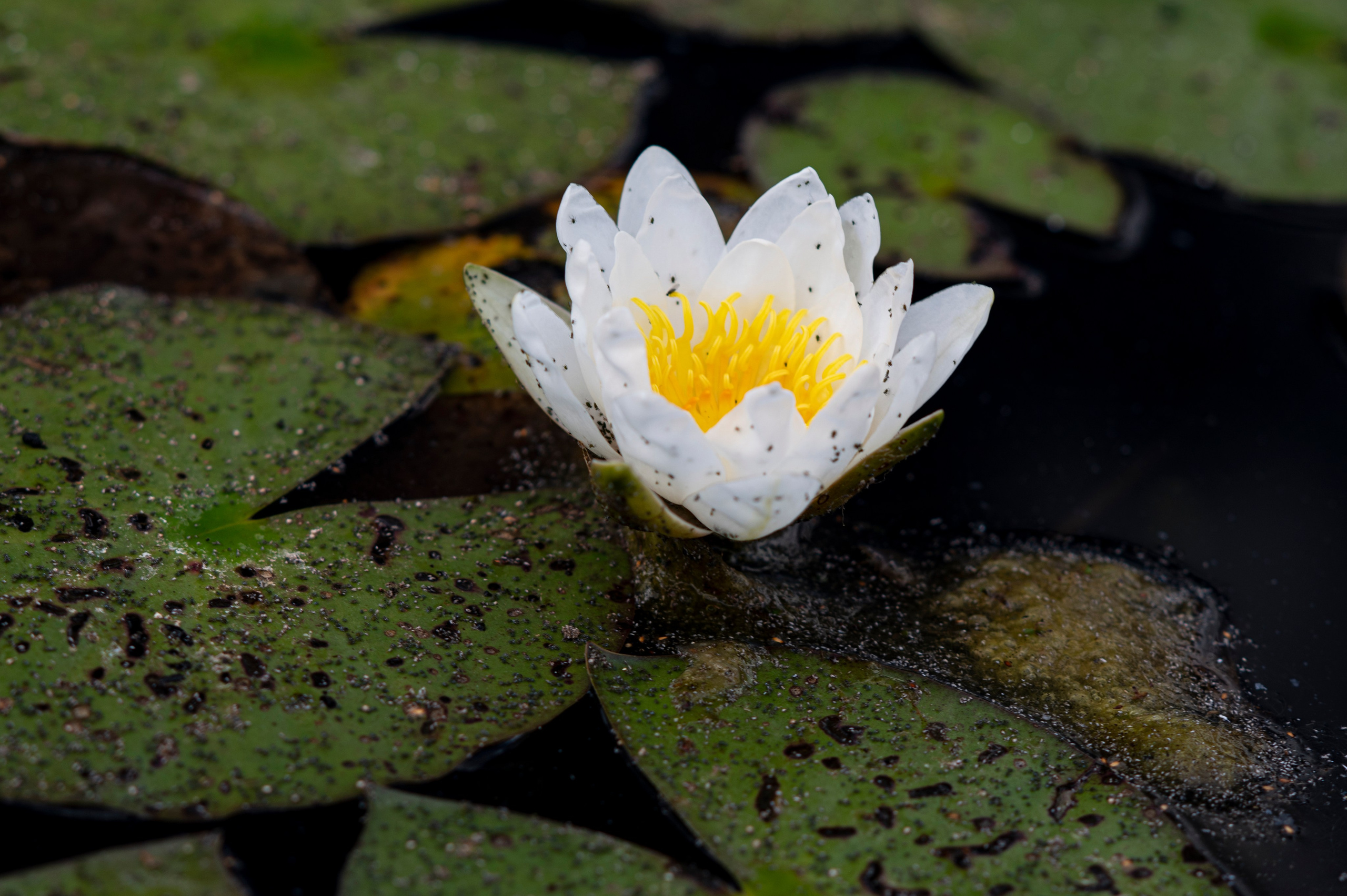 Муром. Сентябрь 2022. Фотограф Роман Адлер