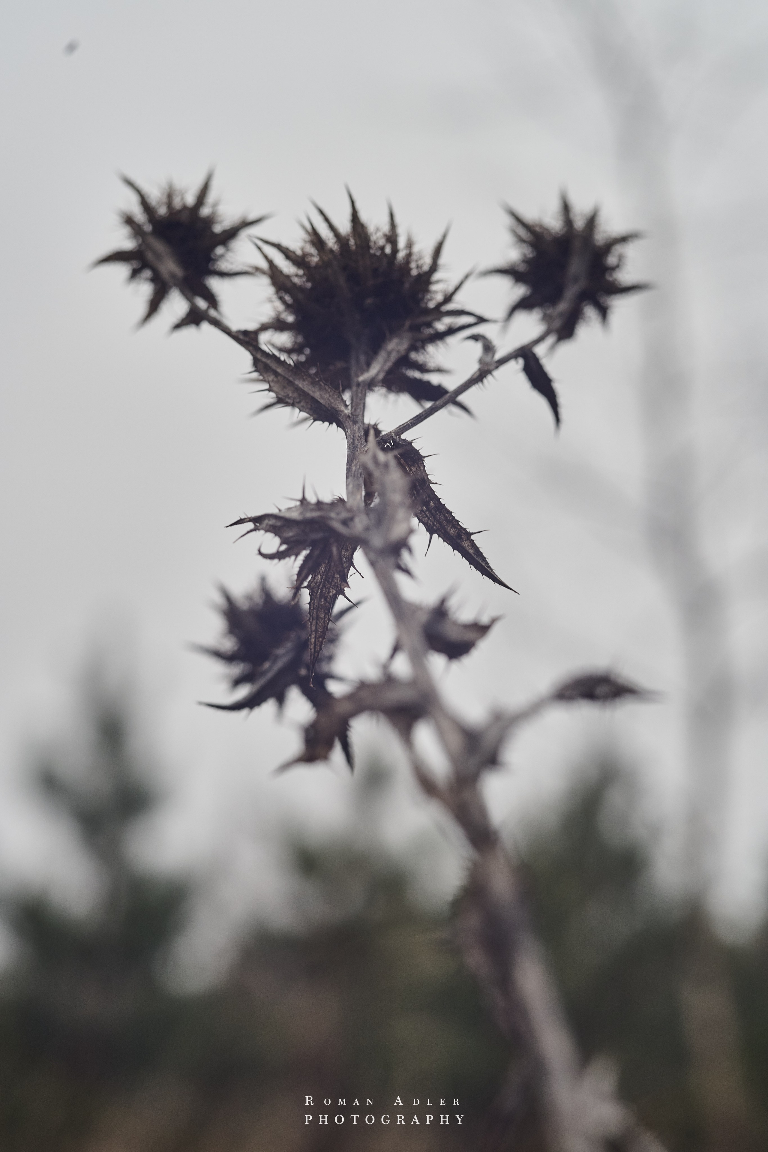 Февральский лес. Фотограф Роман Адлер