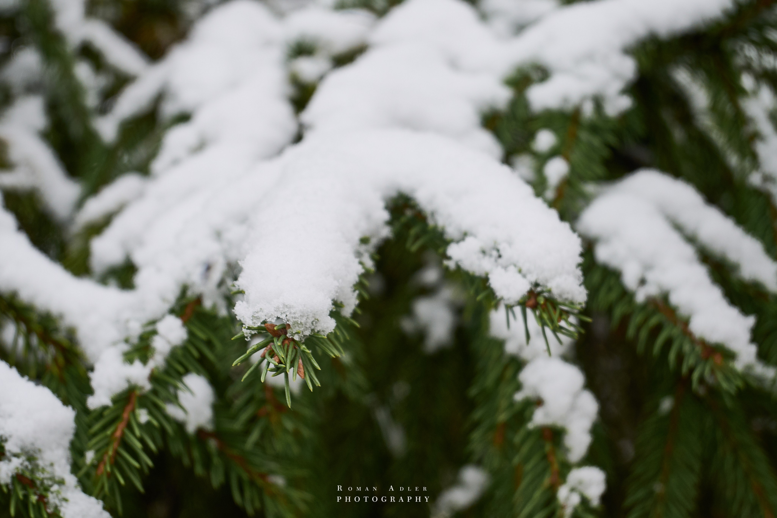 Снег на елках. Первый снег. Блог фотографа Романа Адлера