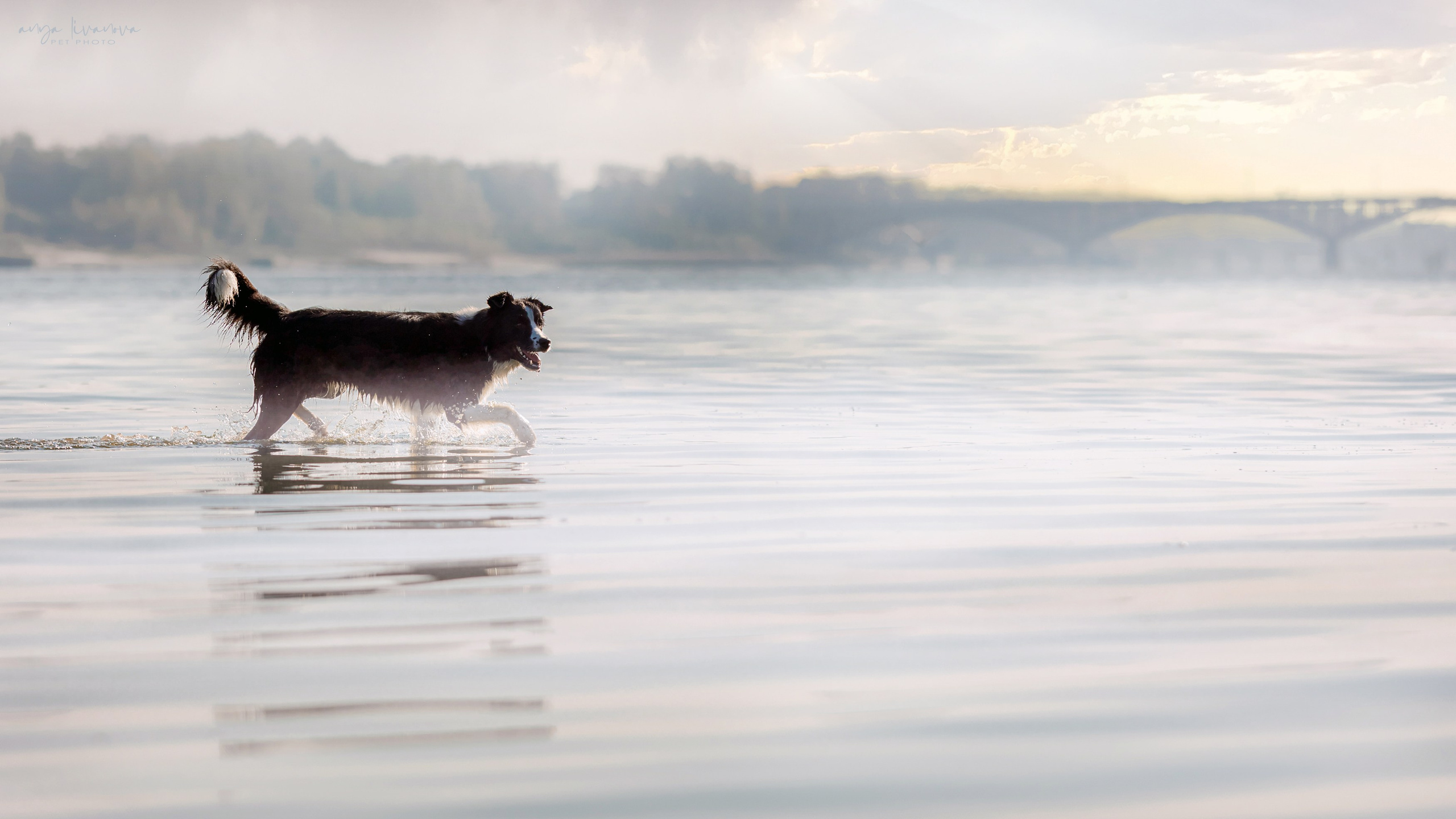 Алена и Майли. Фотограф анималист Аня Ливанова | Рыбинск