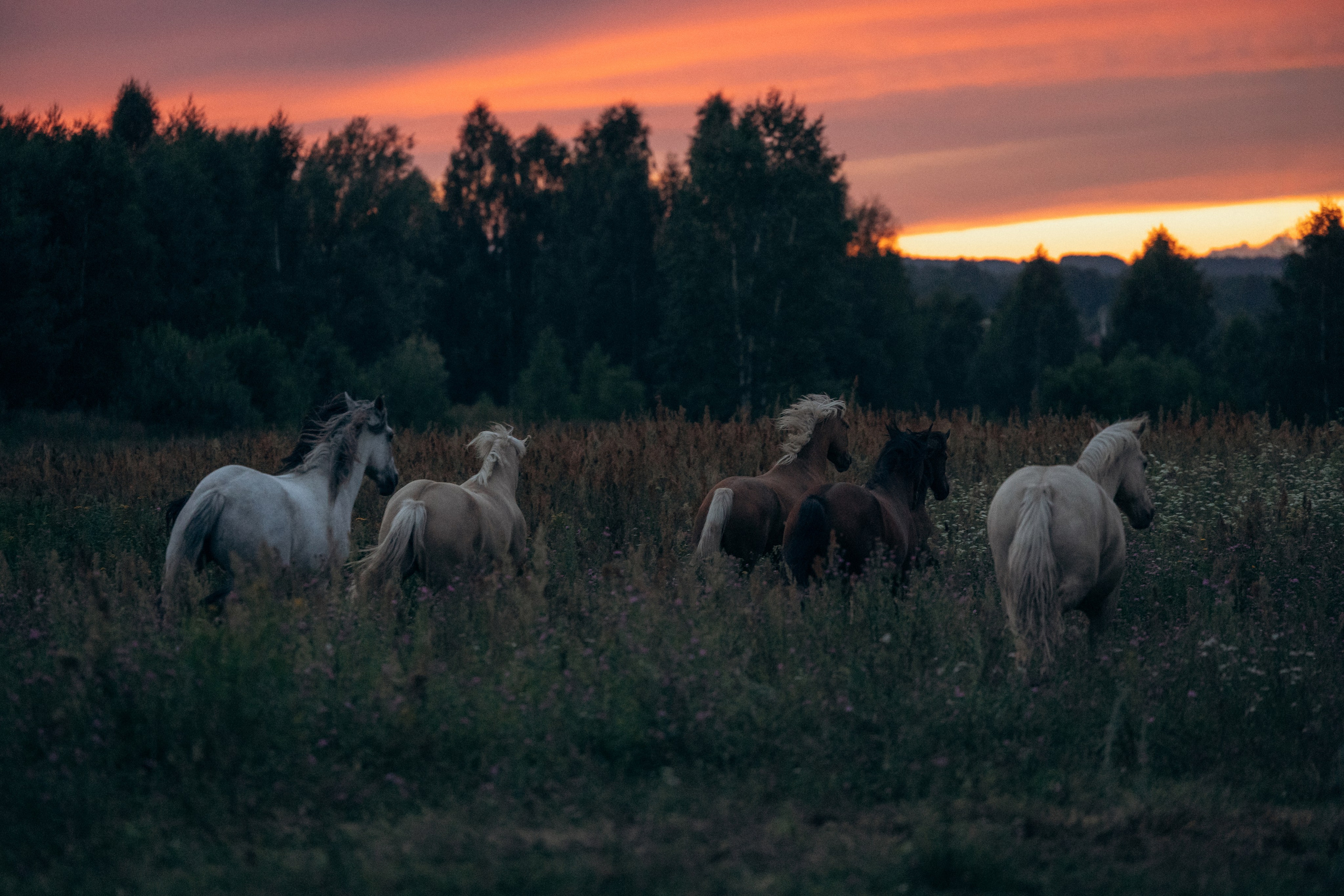 Лошади, не собаки, но нельзя не показать!. Фотограф анималист в Казани Алина Сулейманова. Фотограф животных