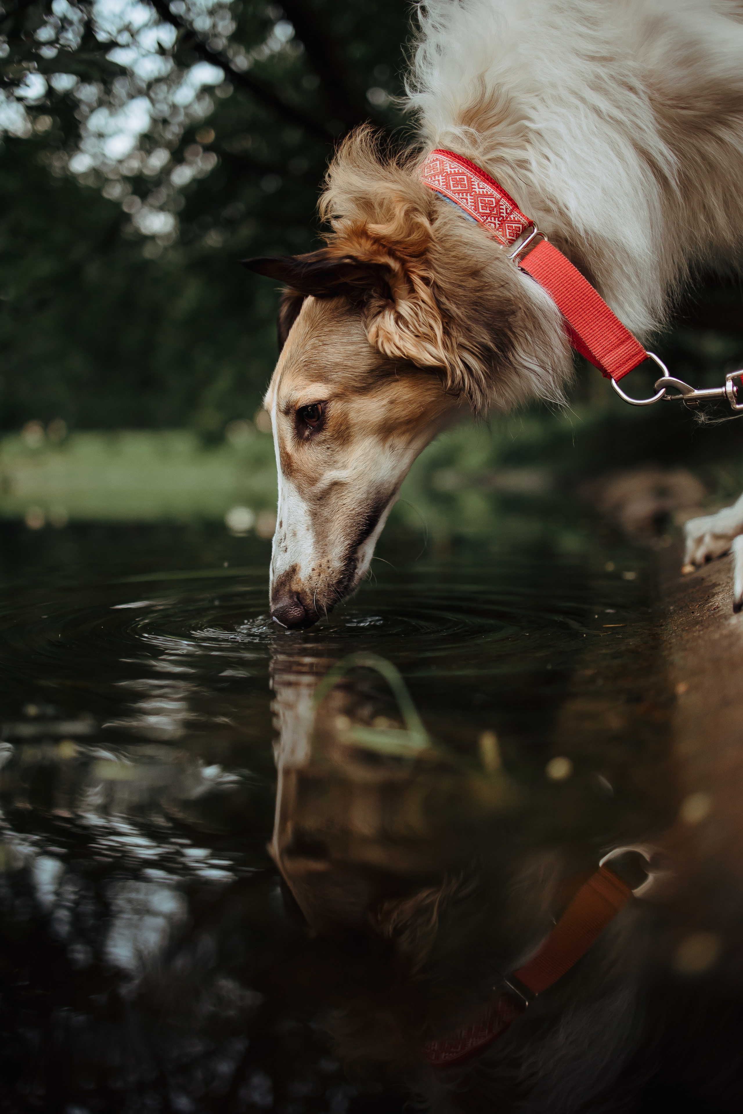 Тима & Киса. Семейный и Свадебный фотограф в Санкт-Петербурге Плохая Екатерина