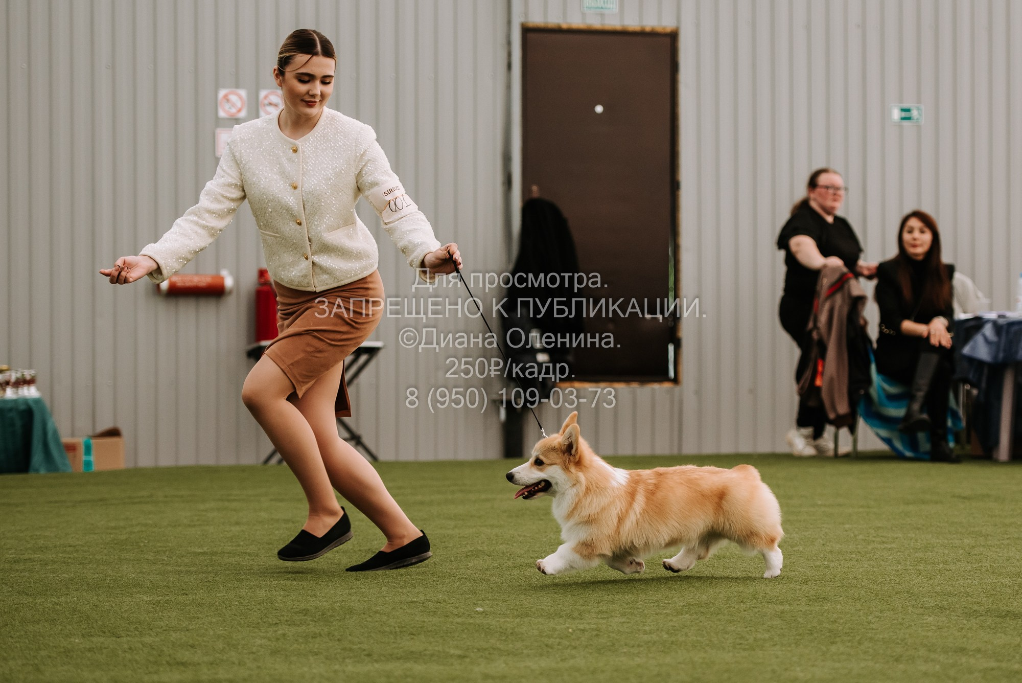 Выставка собак Красноярск 2.06. Фотограф Диана Оленина Красноярск / Братск