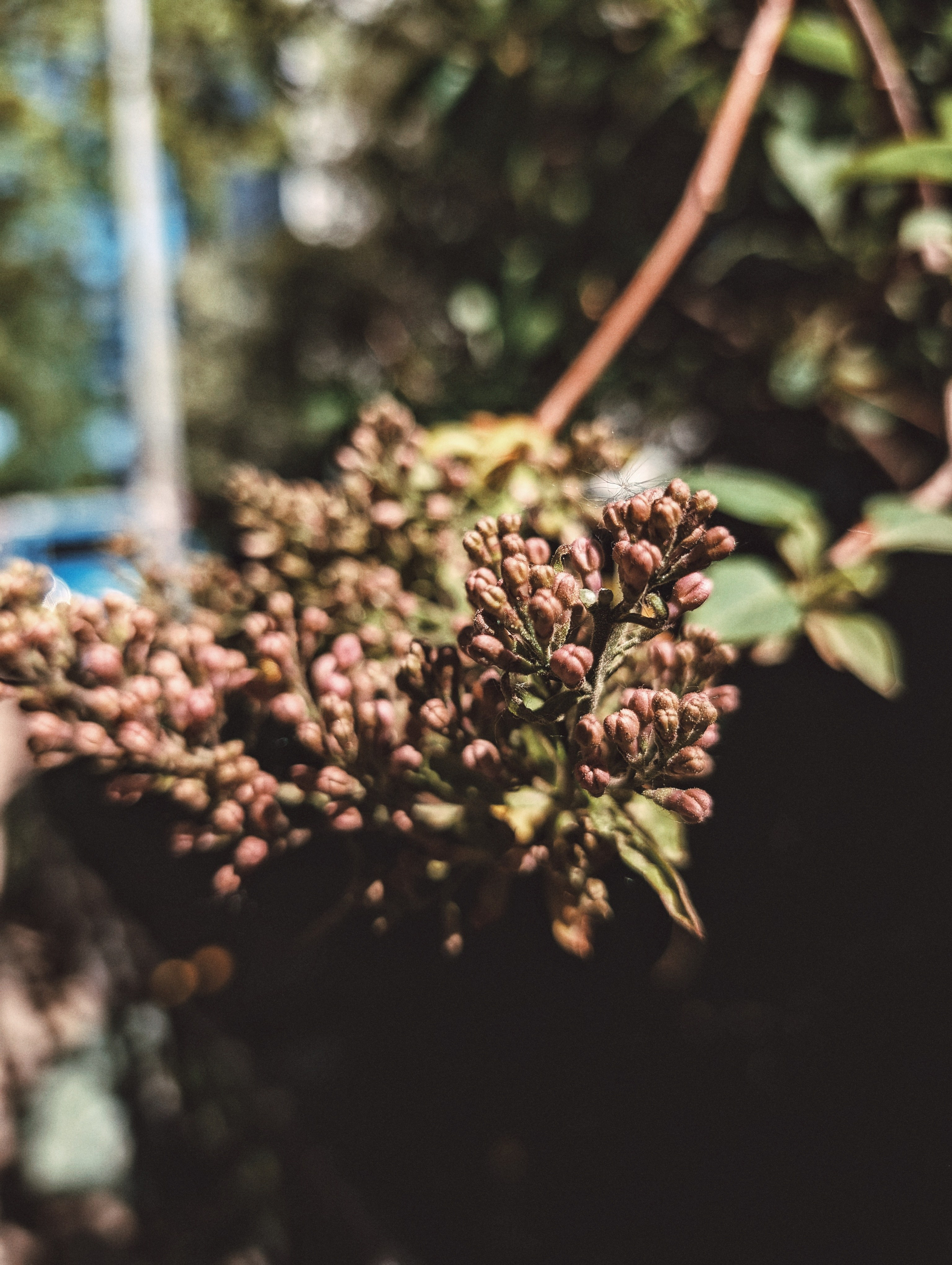 Вдохновение. Ph___tina