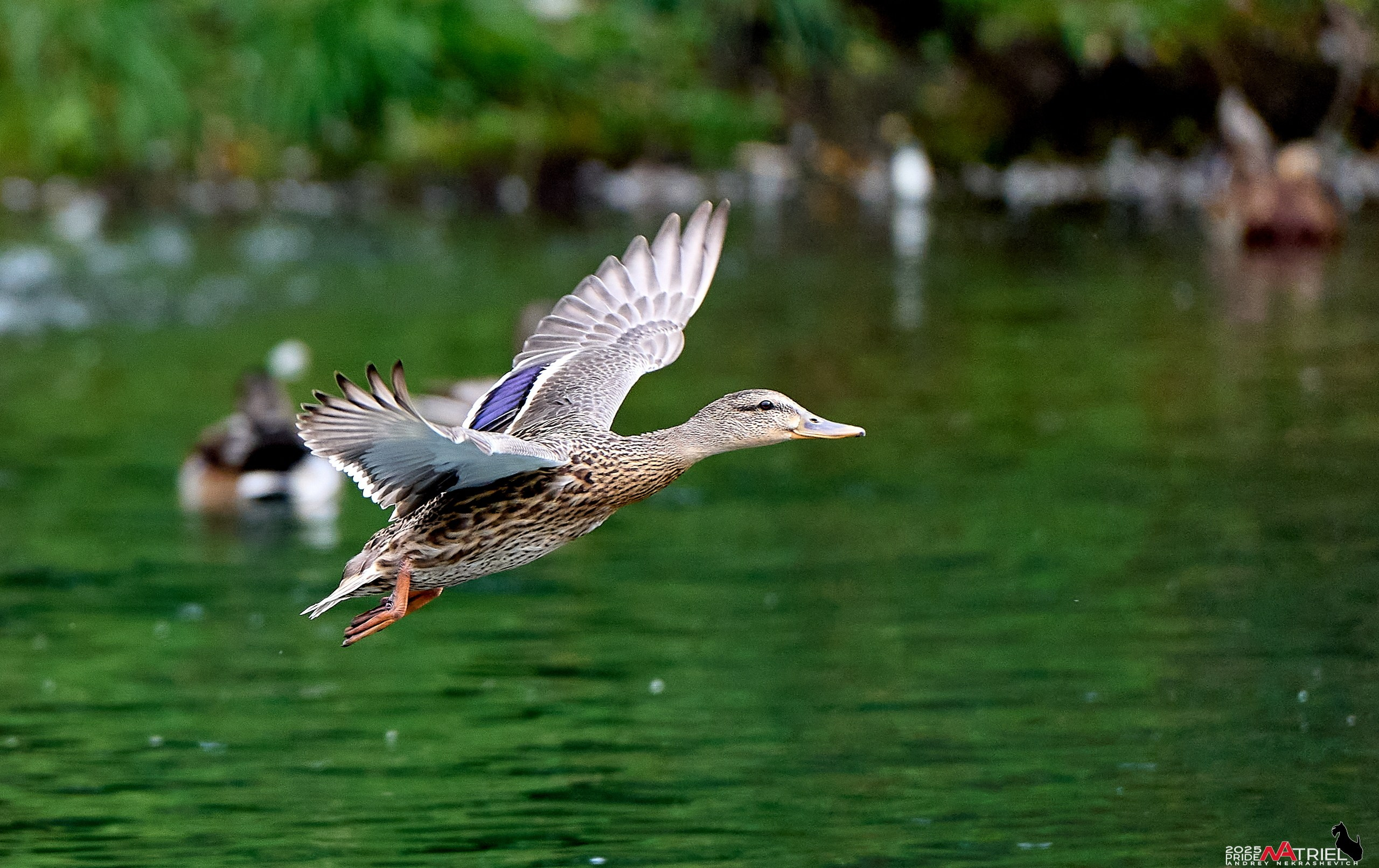 Утки на пруду