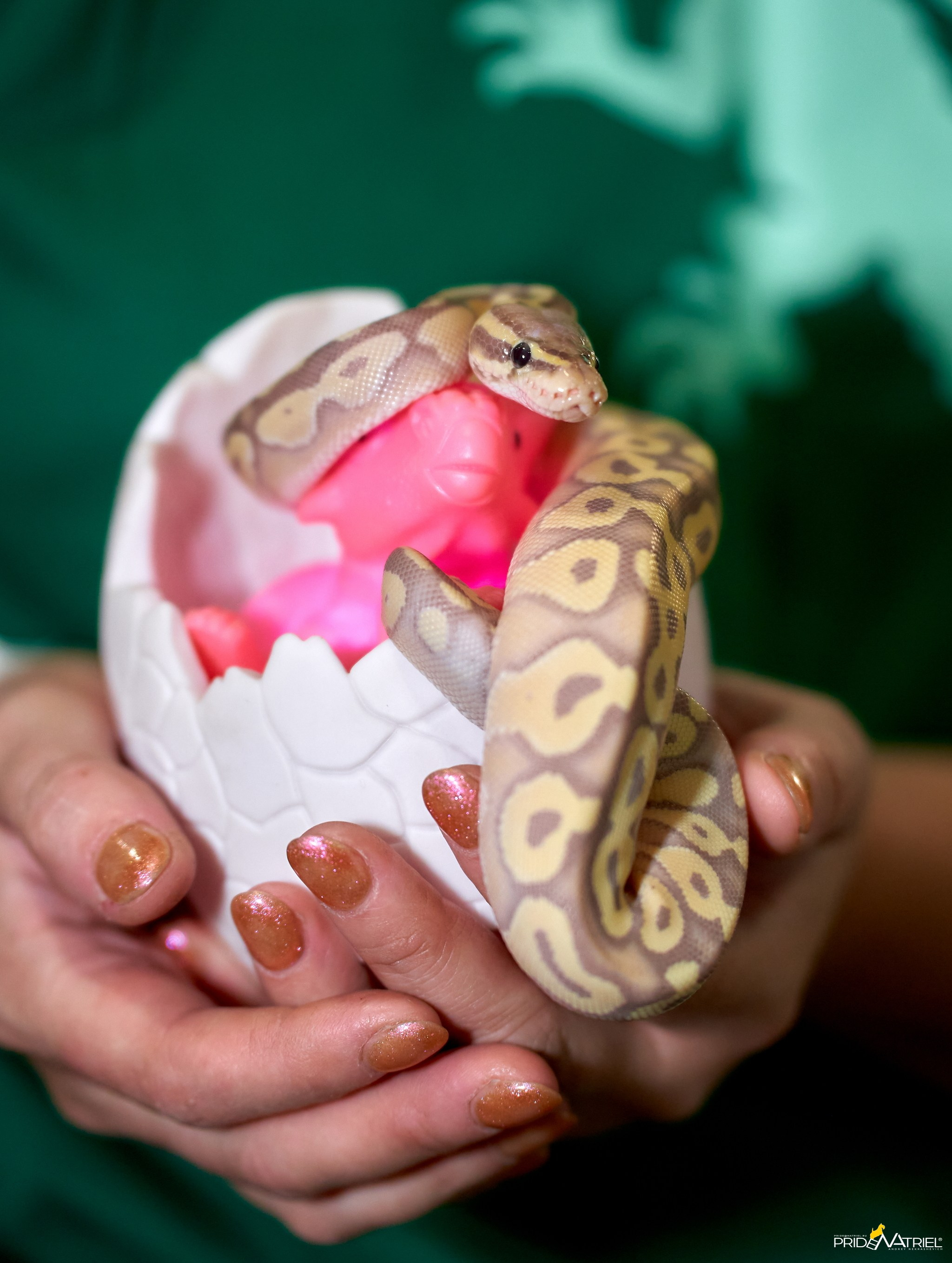 Выставки животных — галерея NATRIEL