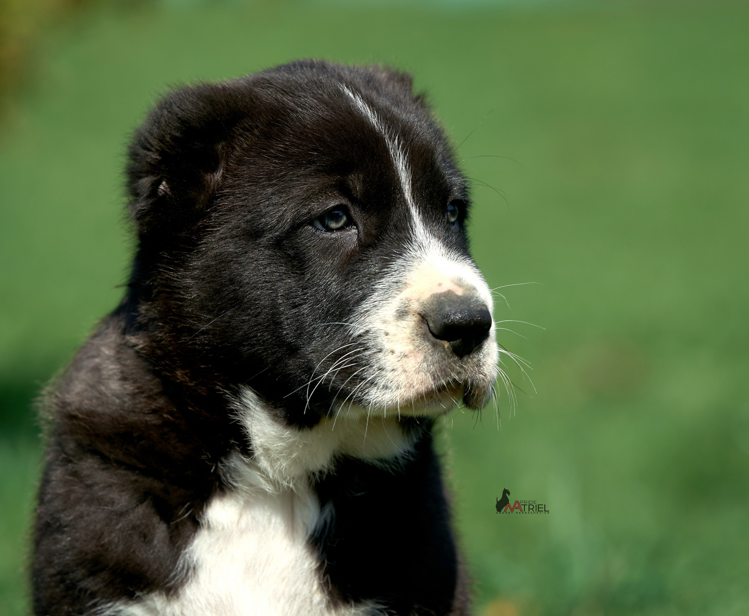 Среднеазиаты — щенки и взрослые