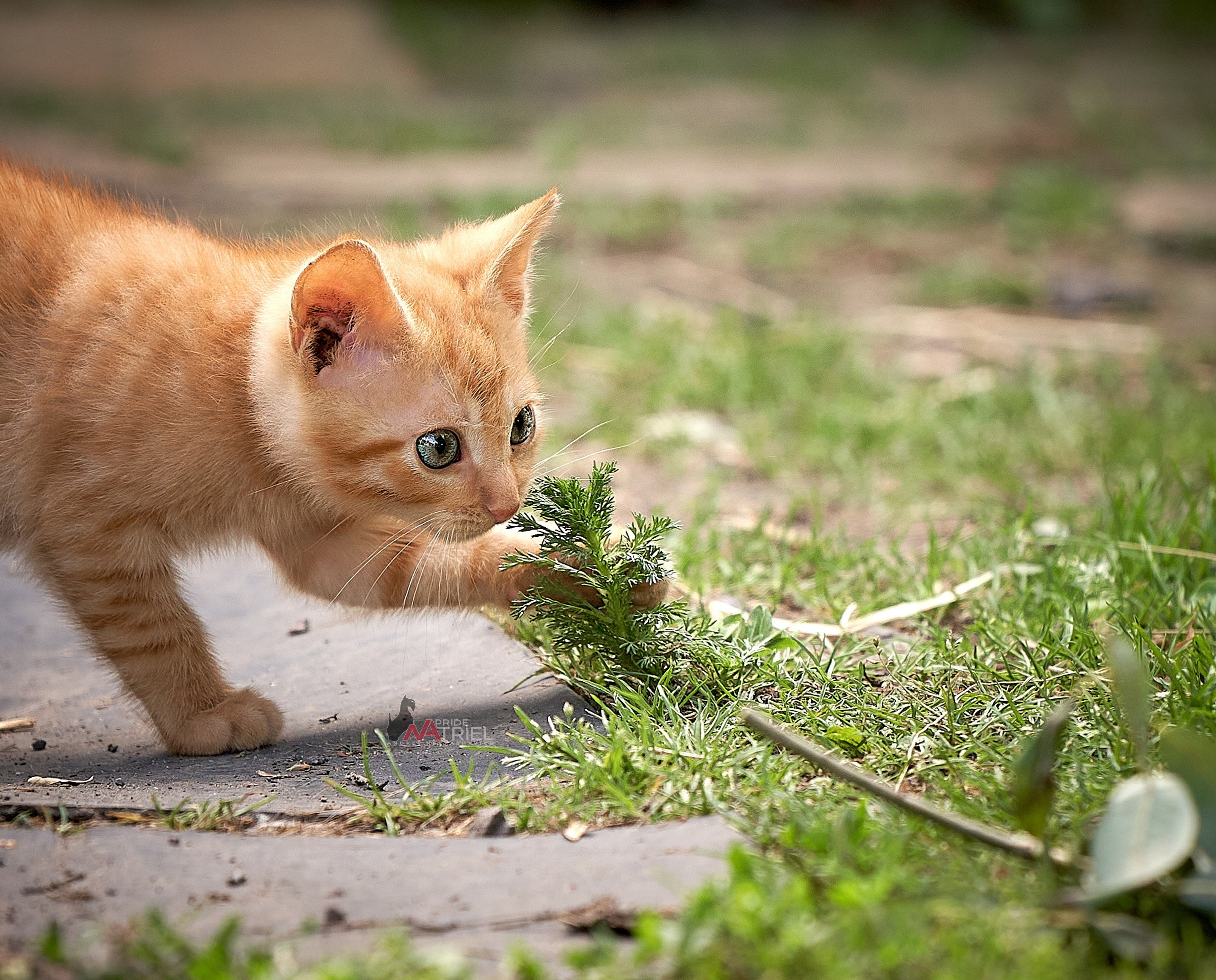 Домашние кошки — галерея NATRIEL