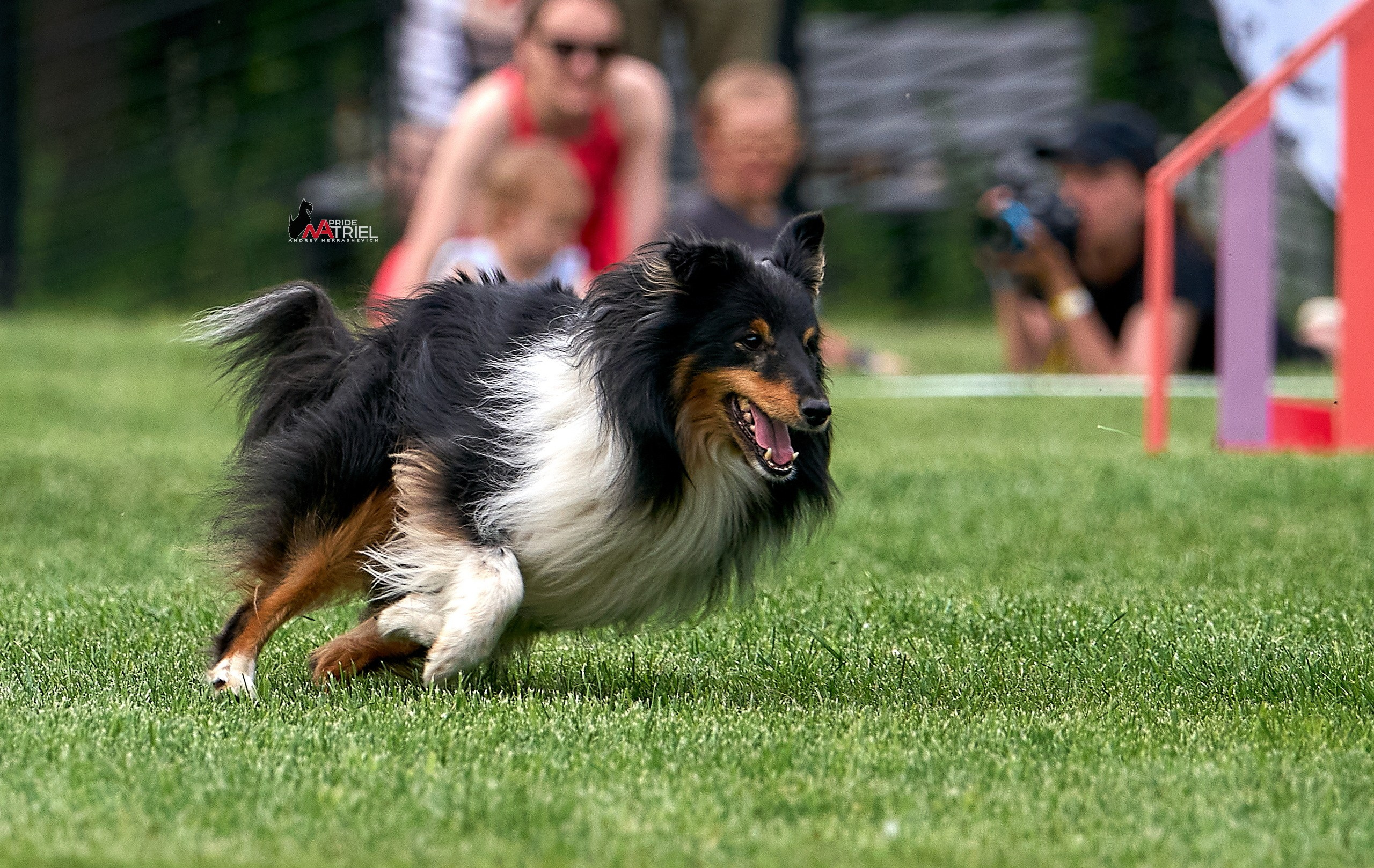 Аджилити — галерея NATRIEL