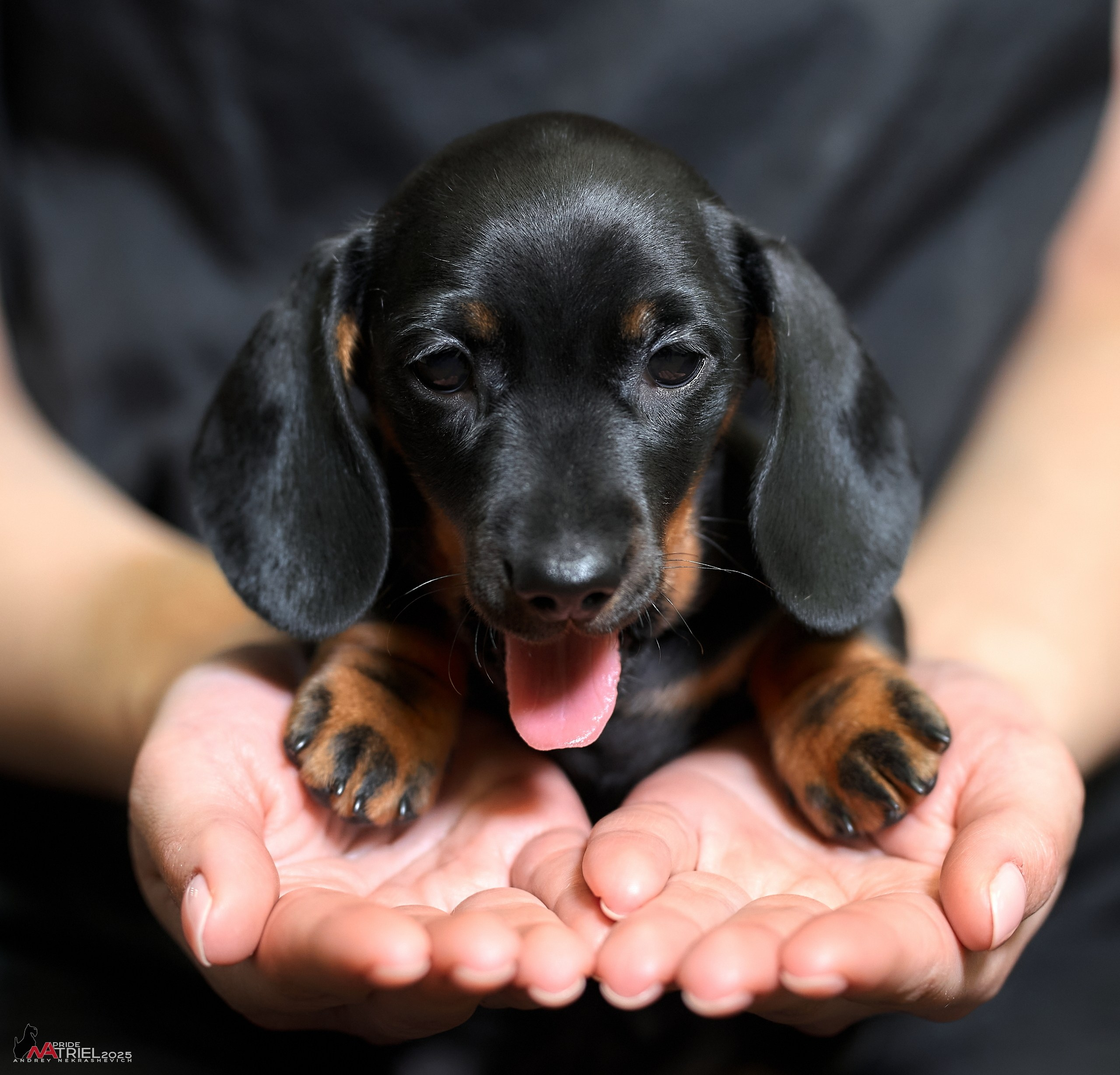 Съемка щенков таксы с мобильным светом