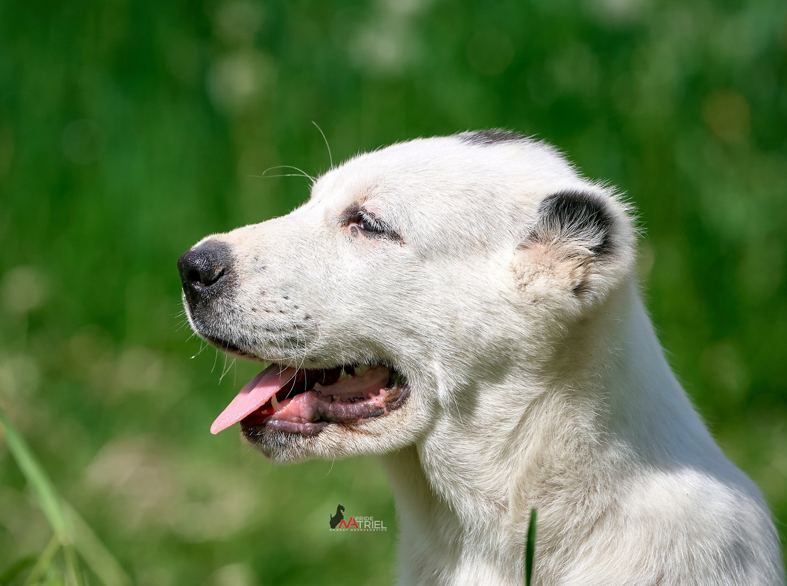 Щенки на прогулке — галерея NATRIEL