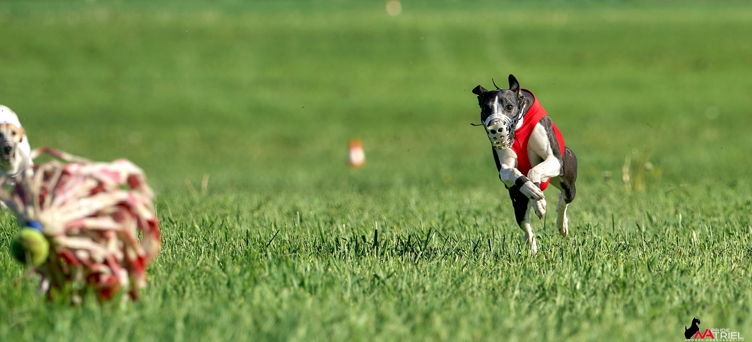 Съемка курсинг — галерея NATRIEL