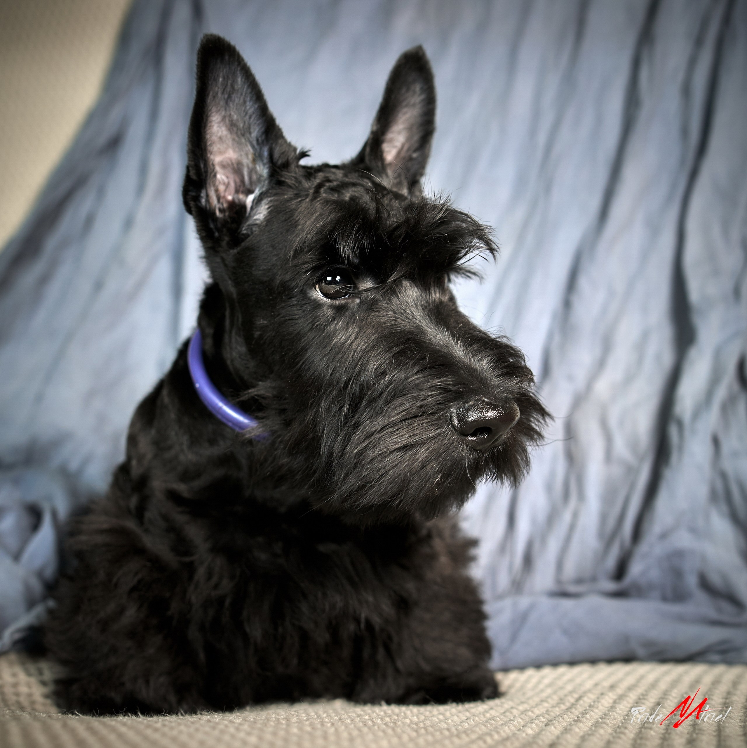 Щенки дома — галерея NATRIEL