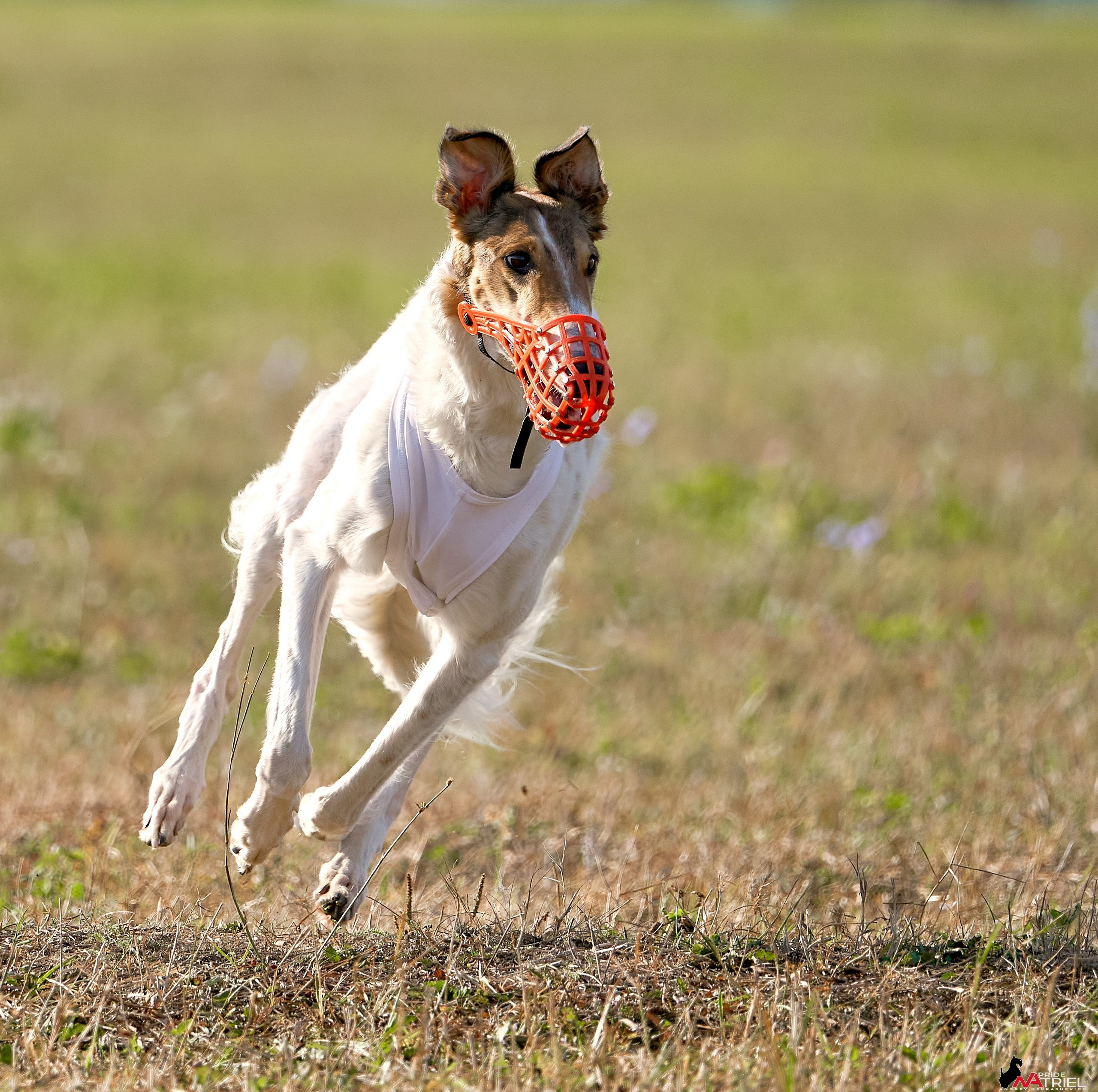 Съемка курсинг — галерея NATRIEL